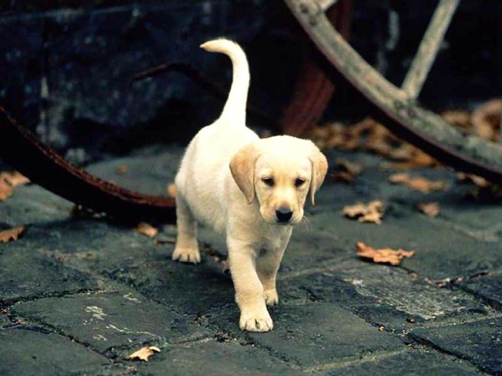 labrador puppy