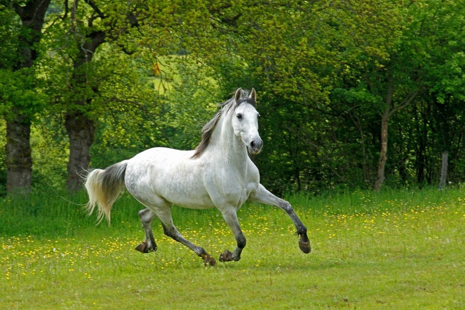 flying horses safari