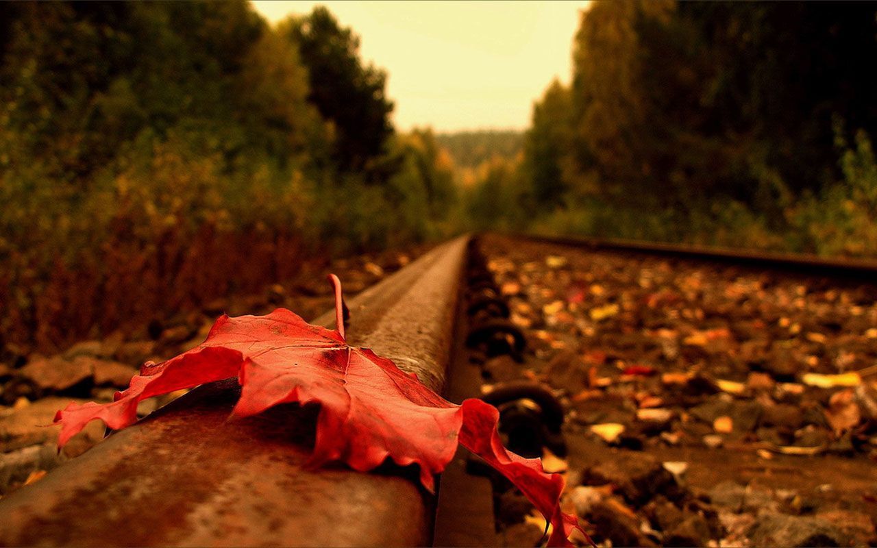 Red Fall Leaves Wallpaper Photo. Autumn leaves wallpaper, Autumn leaves photography, Danbo