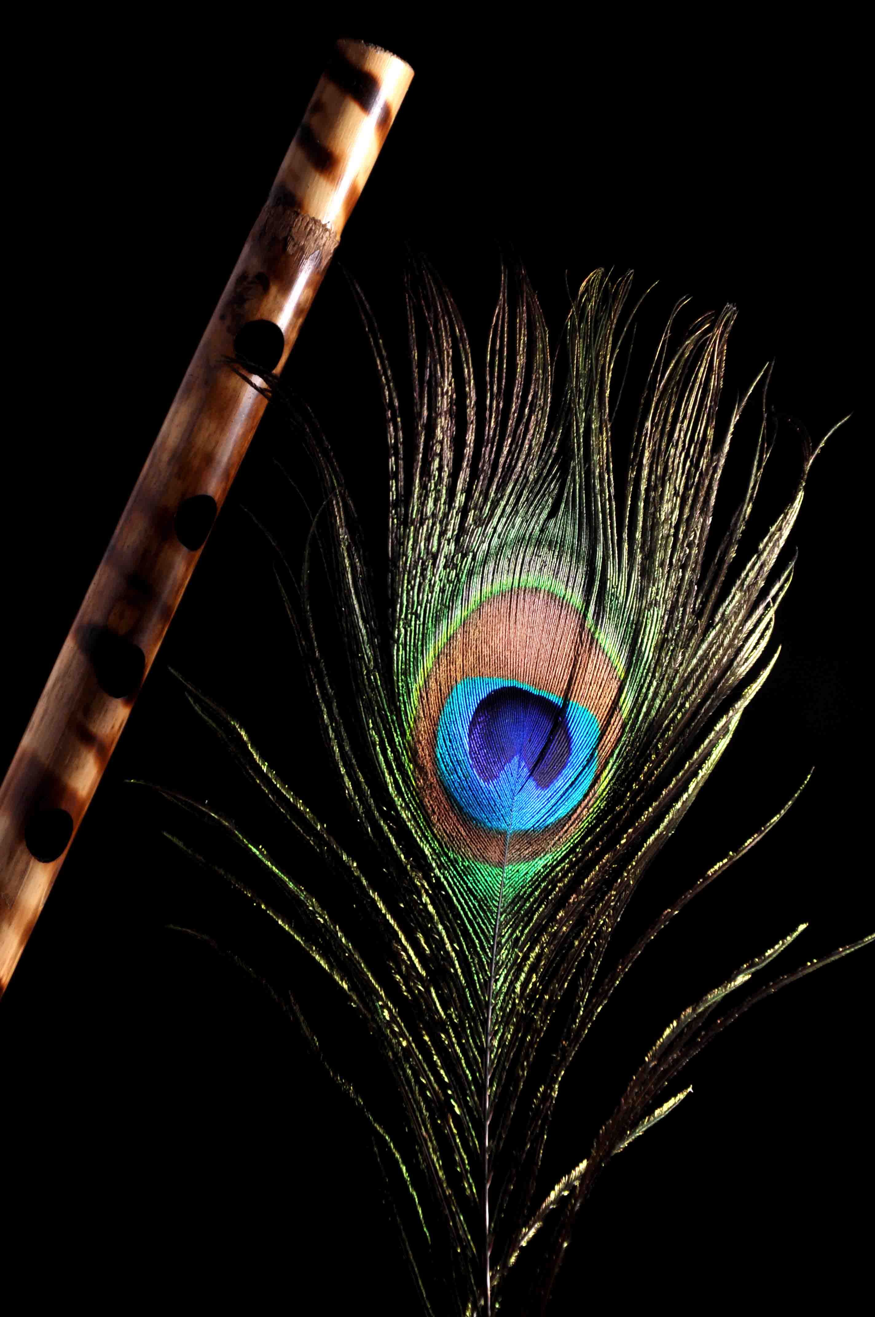 Peacock Feather With Flute HD Wallpaper