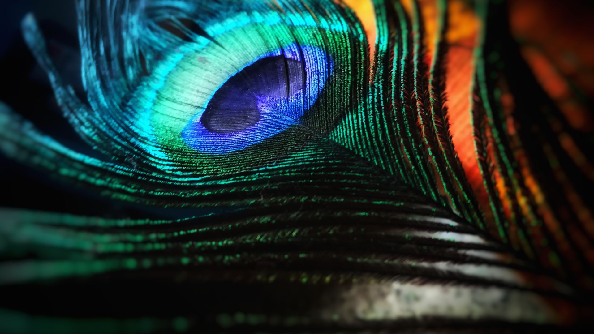 Krishna Peacock Feather 4K Wallpaper - Flute Peacock High Res Stock