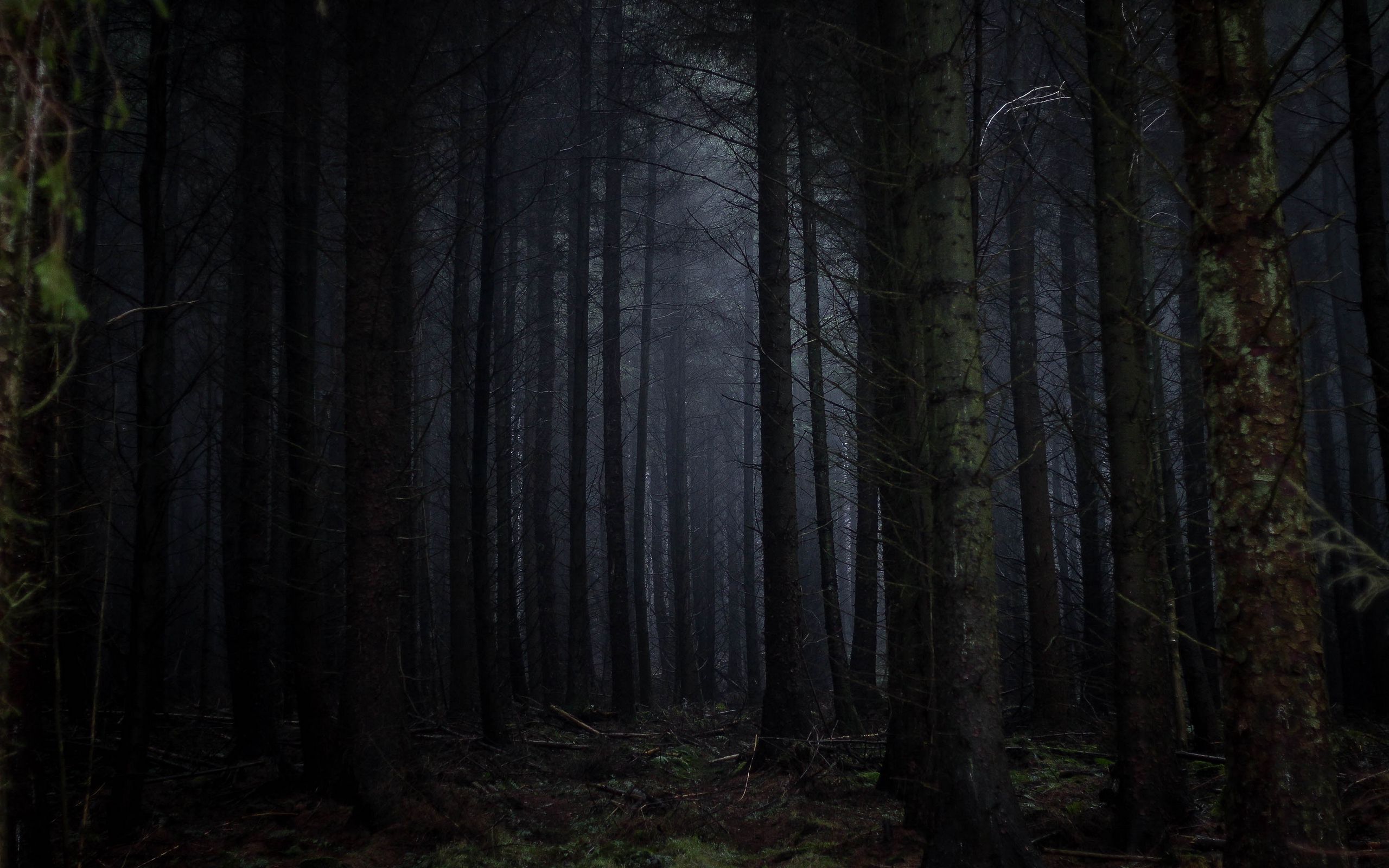 Download wallpaper 2560x1600 forest, fog, dark, trees, gloomy widescreen 16:10 HD background