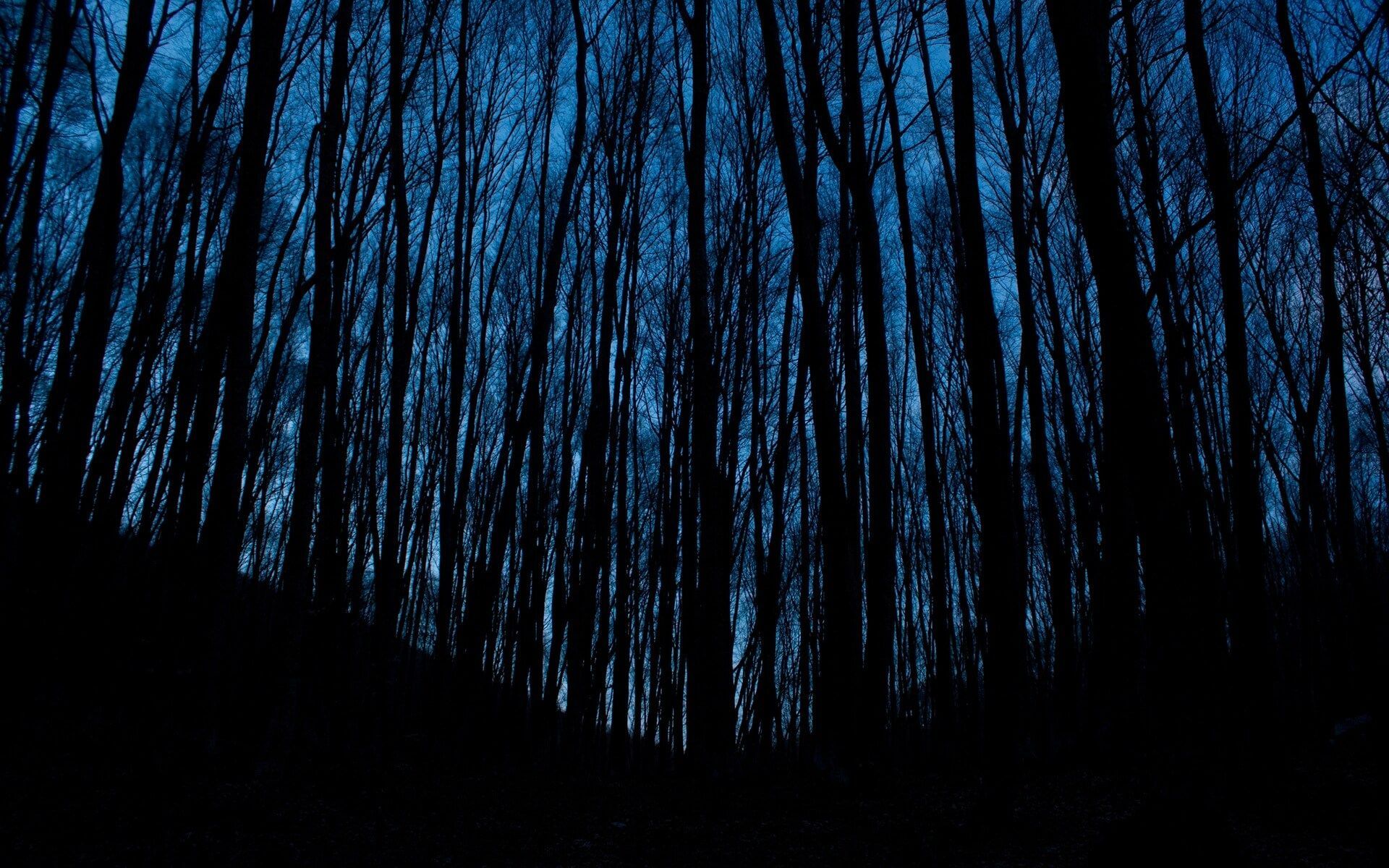 Dark Trees. Dark tree, Blue aesthetic tumblr, Forest picture