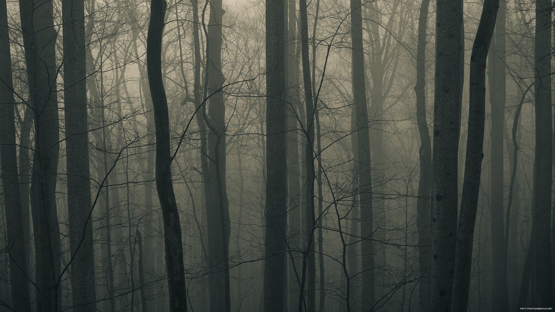 #forest, #dark, #trees, wallpaper. Mocah.org HD Wallpaper