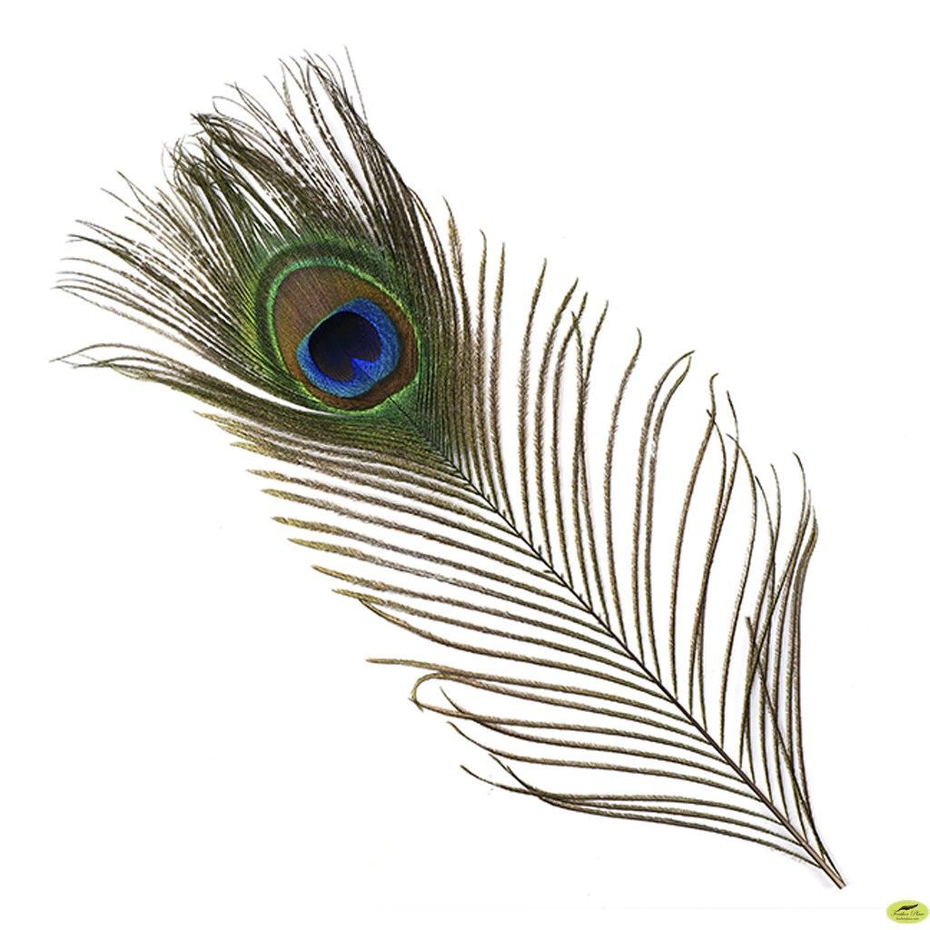 Peacock Feather Image HD