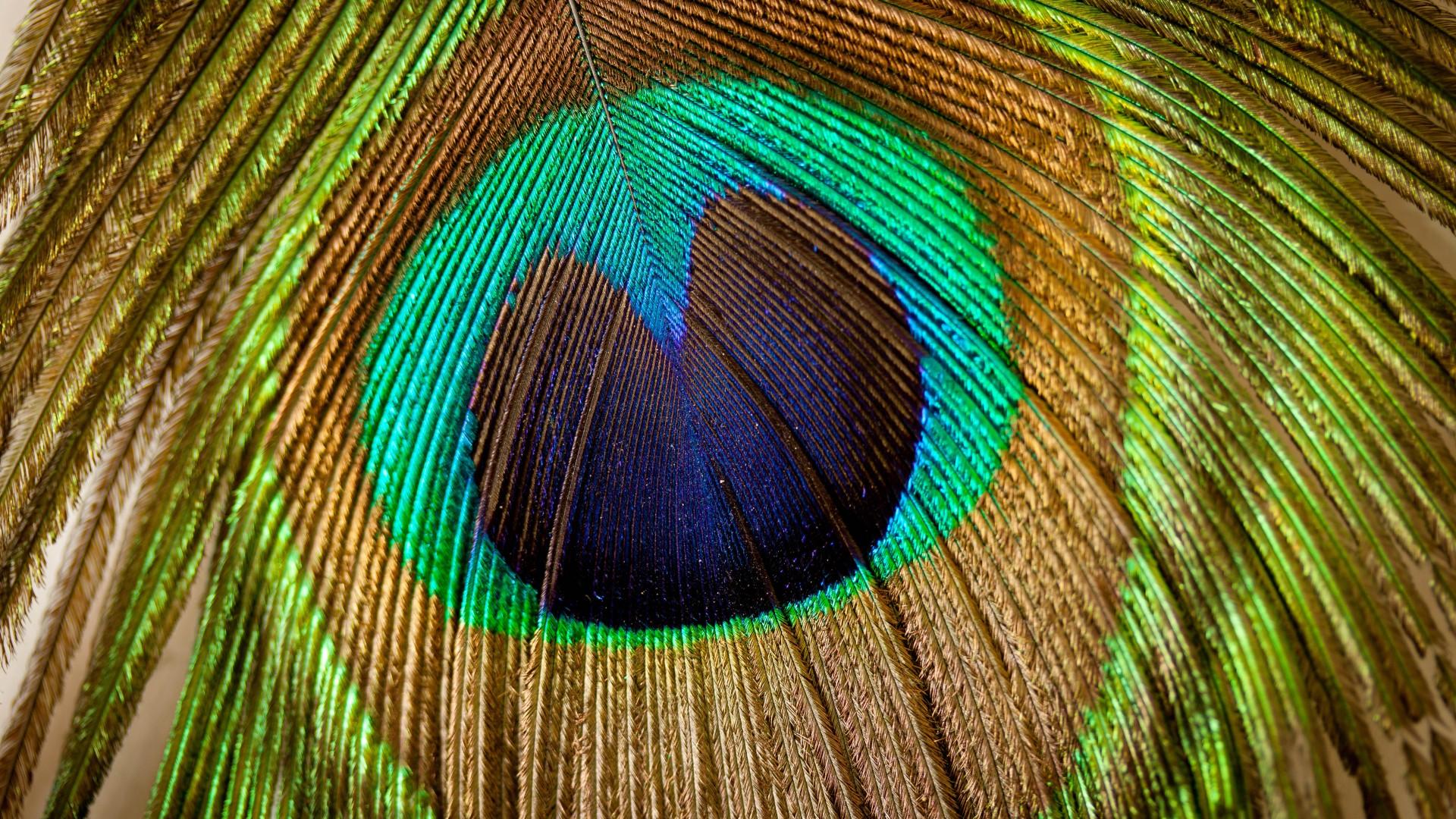 HD Peacock Feathers Wallpaper