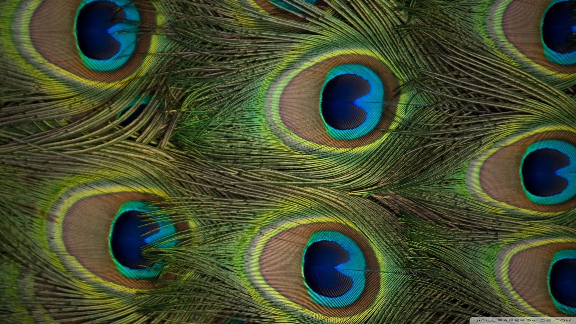 Download Peacock Feathers Wallpaper 1920x1080