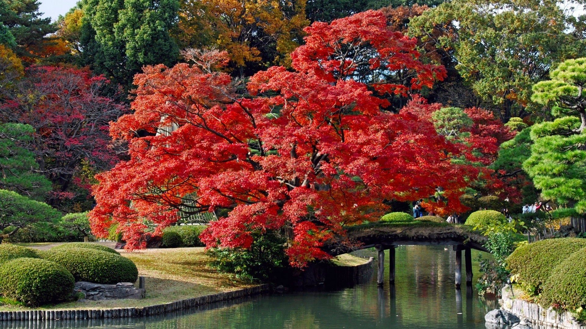 Beautiful Autumn in Japan HD wallpaper