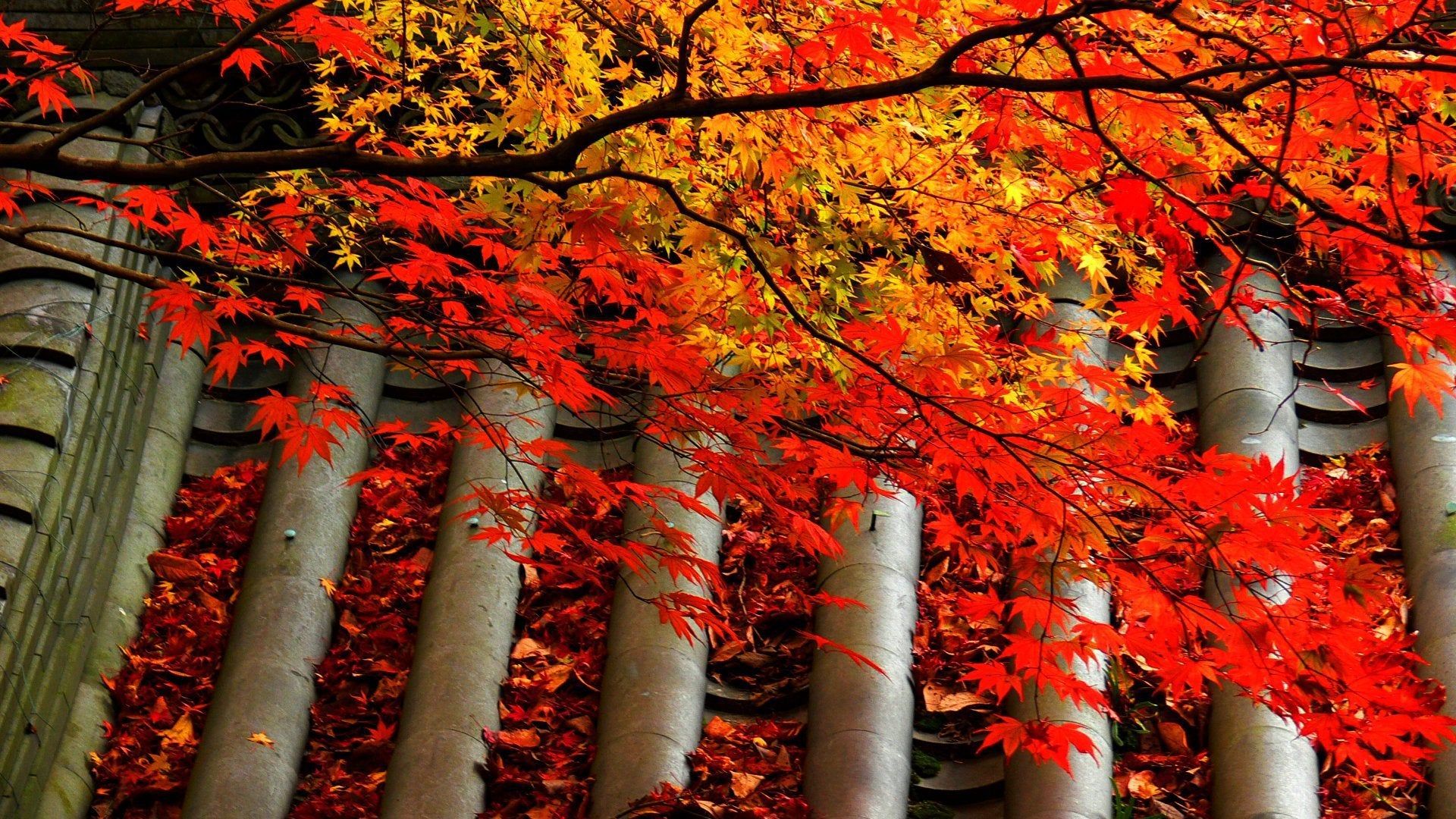 Japanese Autumn beautiful and amazing HD Wallpaper [1920*1080]