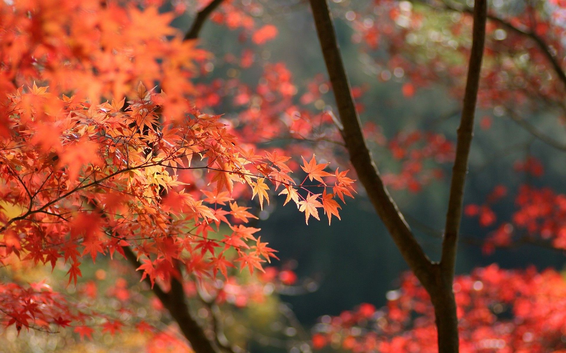 japan, Autumn, Leaves Wallpaper HD / Desktop and Mobile Background