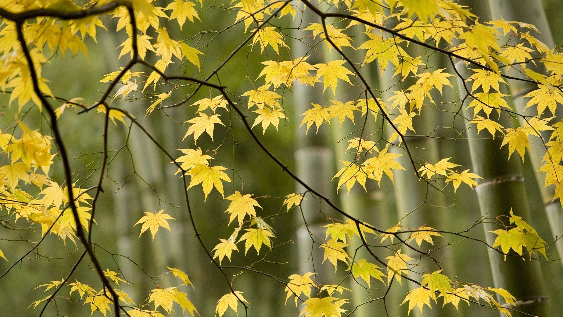japan, Autumn, Kyoto Wallpaper HD / Desktop and Mobile Background