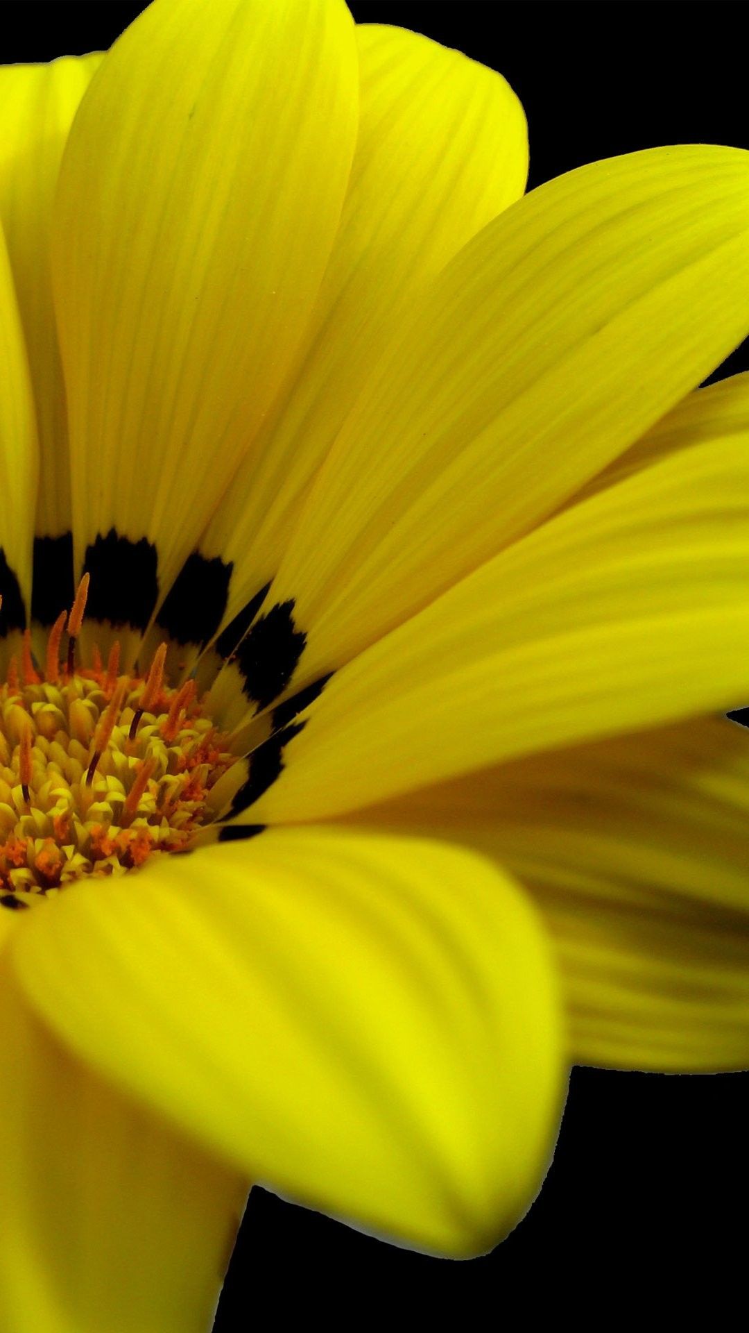 Yellow Flowers iPhone 6 Plus Wallpaper 14146 iPhone 6 Plus Wallpaper. Paisagens, Divisórias