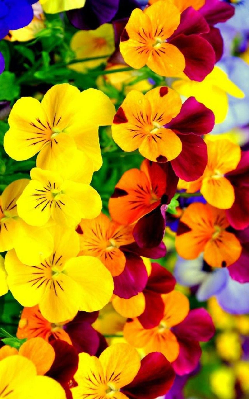 Bright Flowers Wallpaper iPhone 3D iPhone Wallpaper