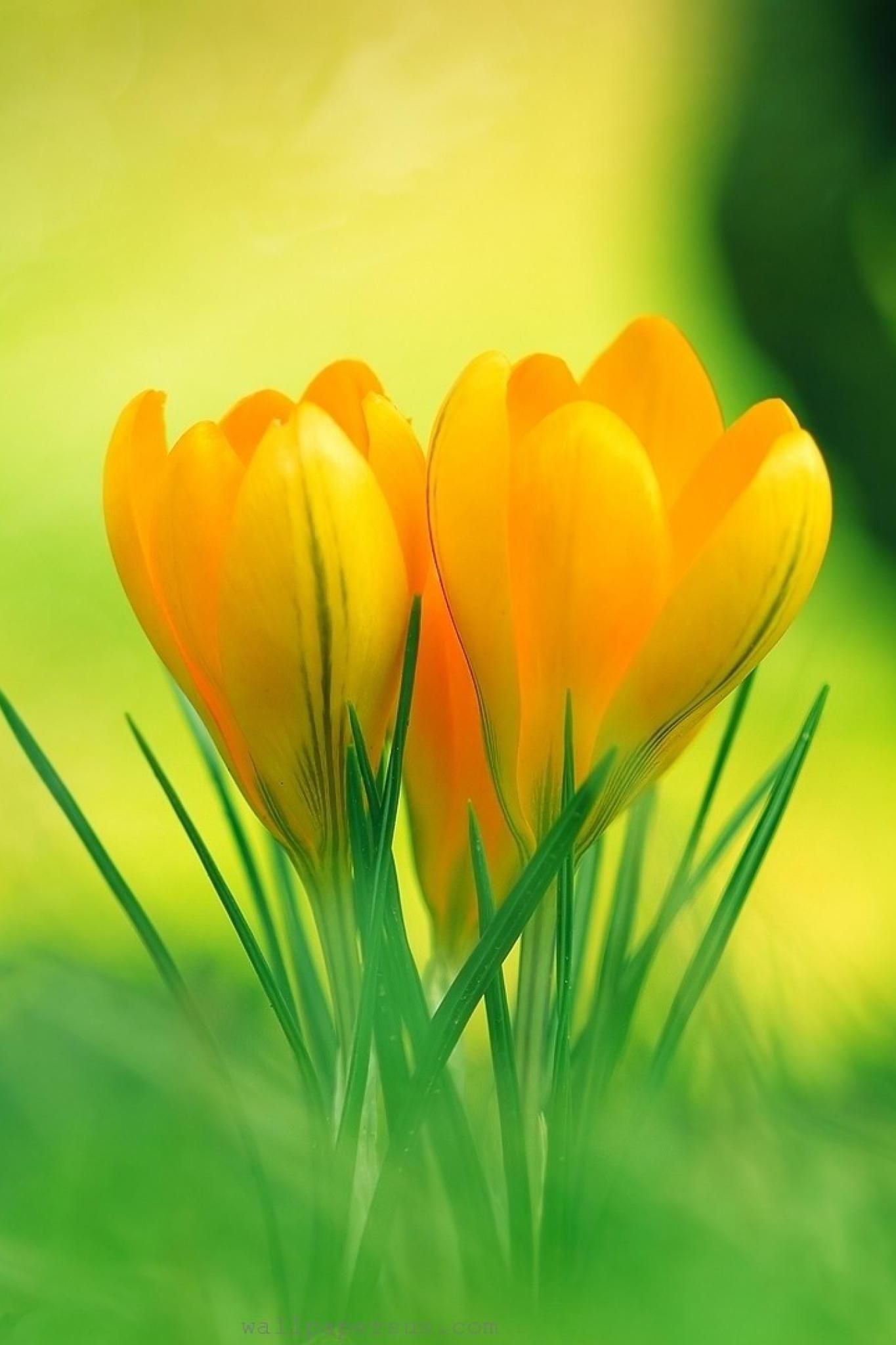green and yellow flowers wallpaper
