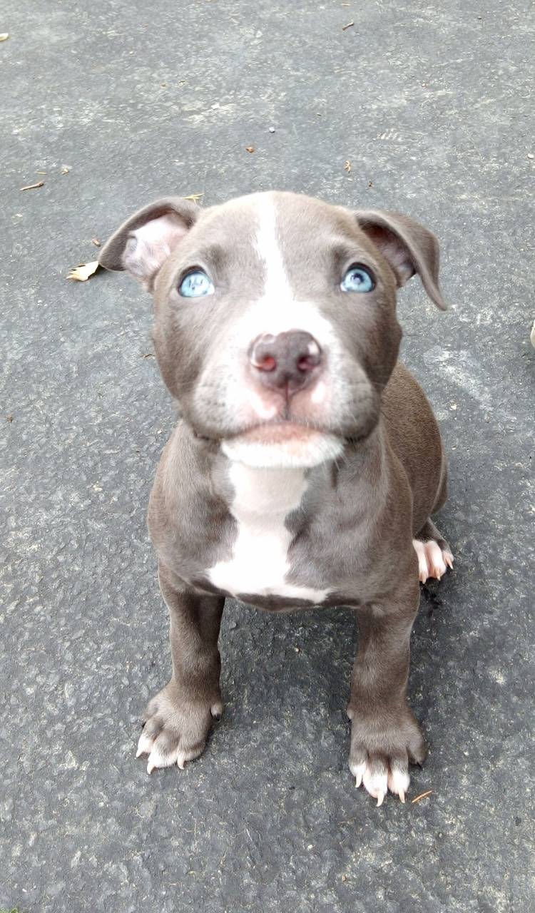 blue nose pitbull puppies wallpaper