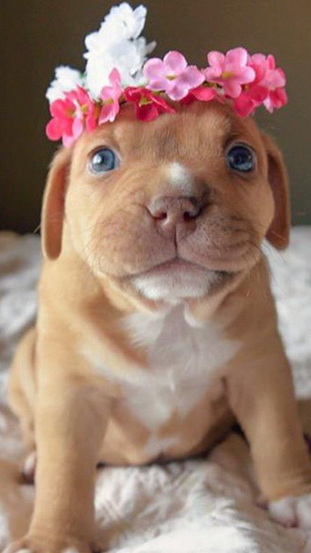 Pitbull Puppy Wallpapers - Wallpaper Cave