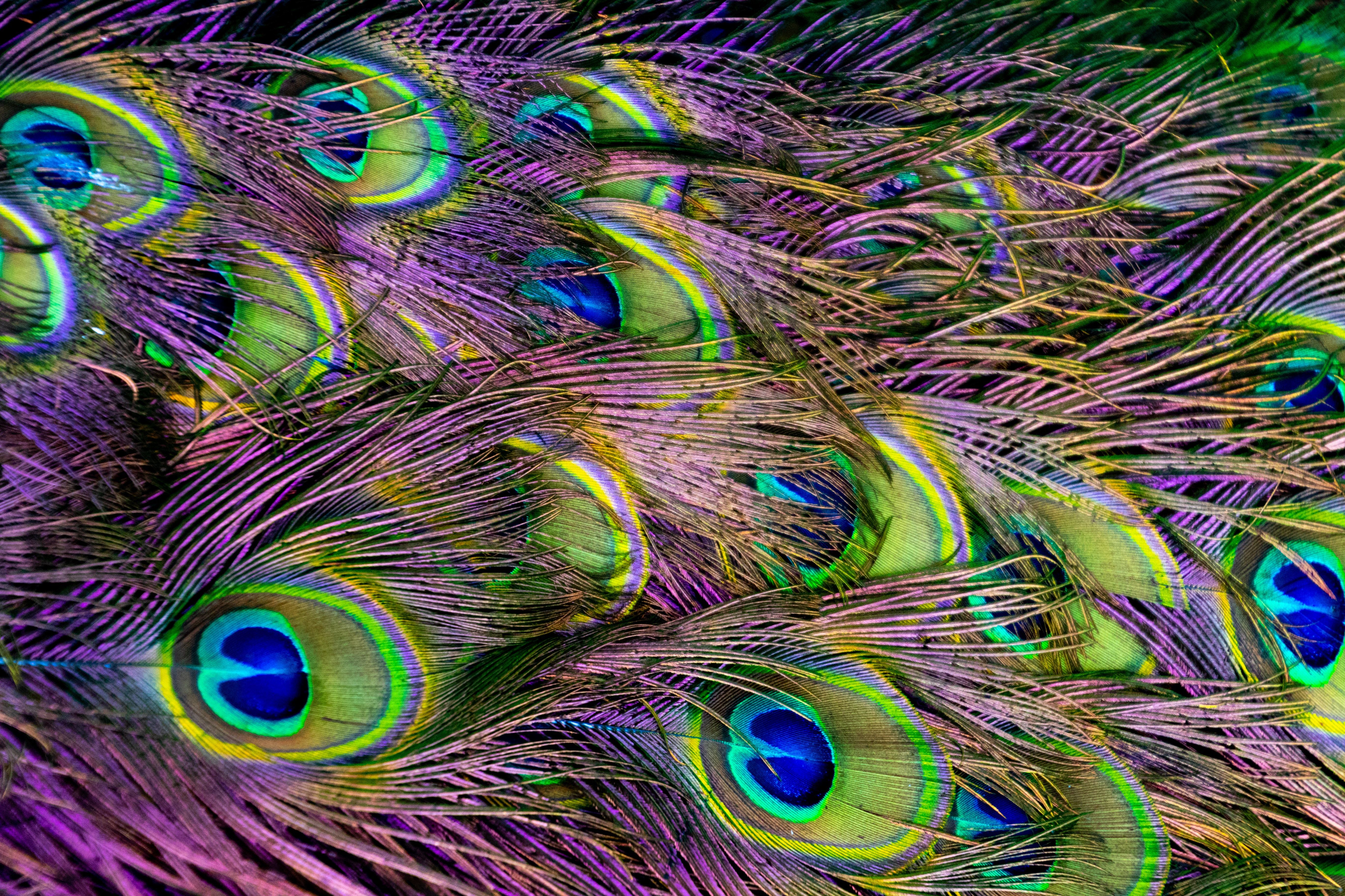 Green, Purple, and Blue Peacock Feather Digital Wallpaper · Free