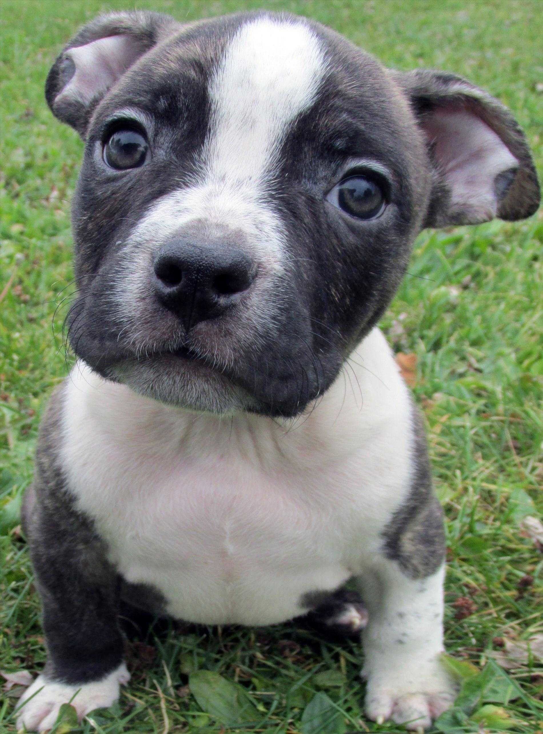 Pitbulls With Blue Eyes Pitbull Puppies Red Pitbull HD Wallpaper