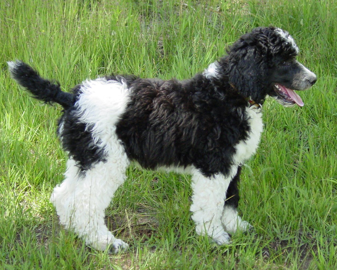 Standard Poodle Wallpaper, Puppy Picture, Breed Info. Poodle puppy standard, Poodle puppy