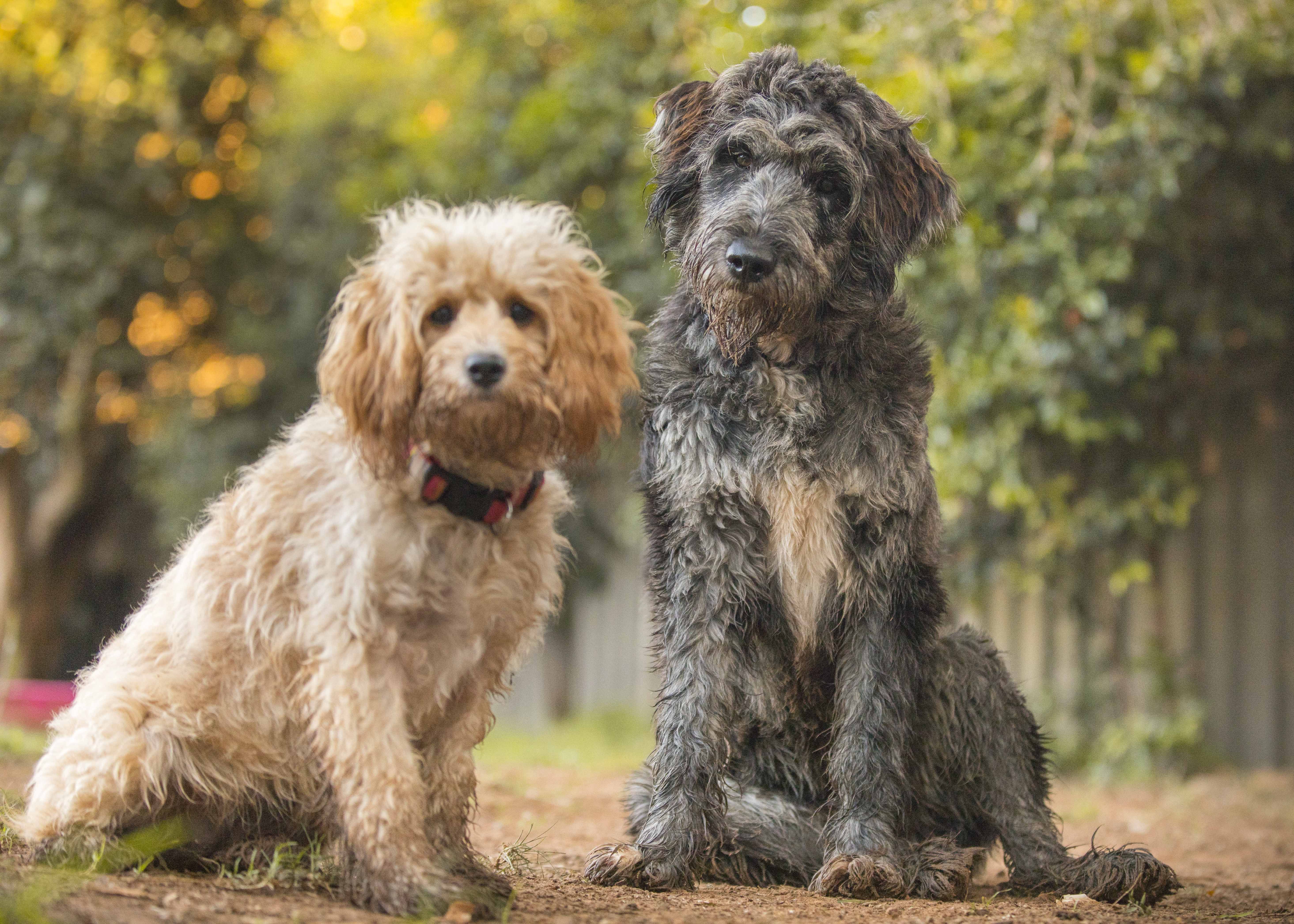 Manuka is a miniature cavoodle (left) and Harmaa is a blue merle bordoodle (border collie cross poodle. Bordoodle, Border collie cross poodle, Poodle cross breeds