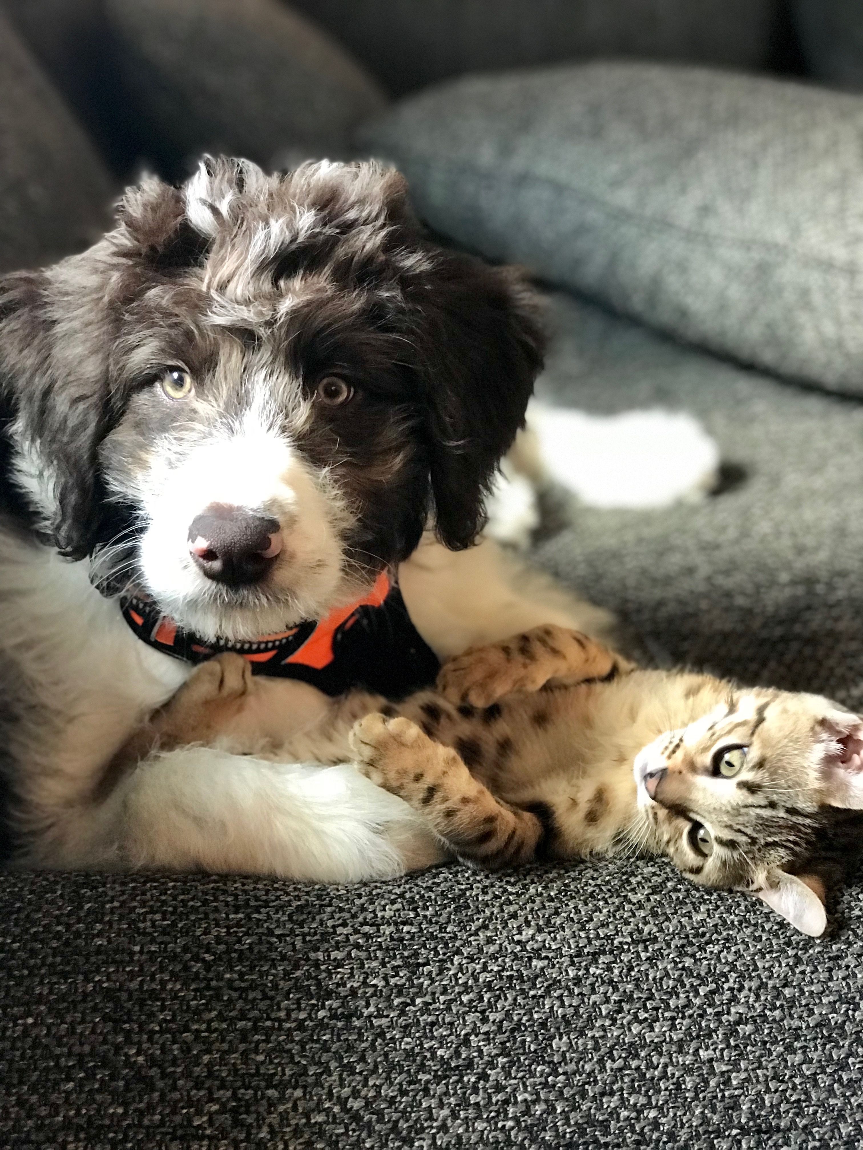 Bordoodle and Bengal, 3 mos. Bordoodle, Bengal kitten, I love dogs