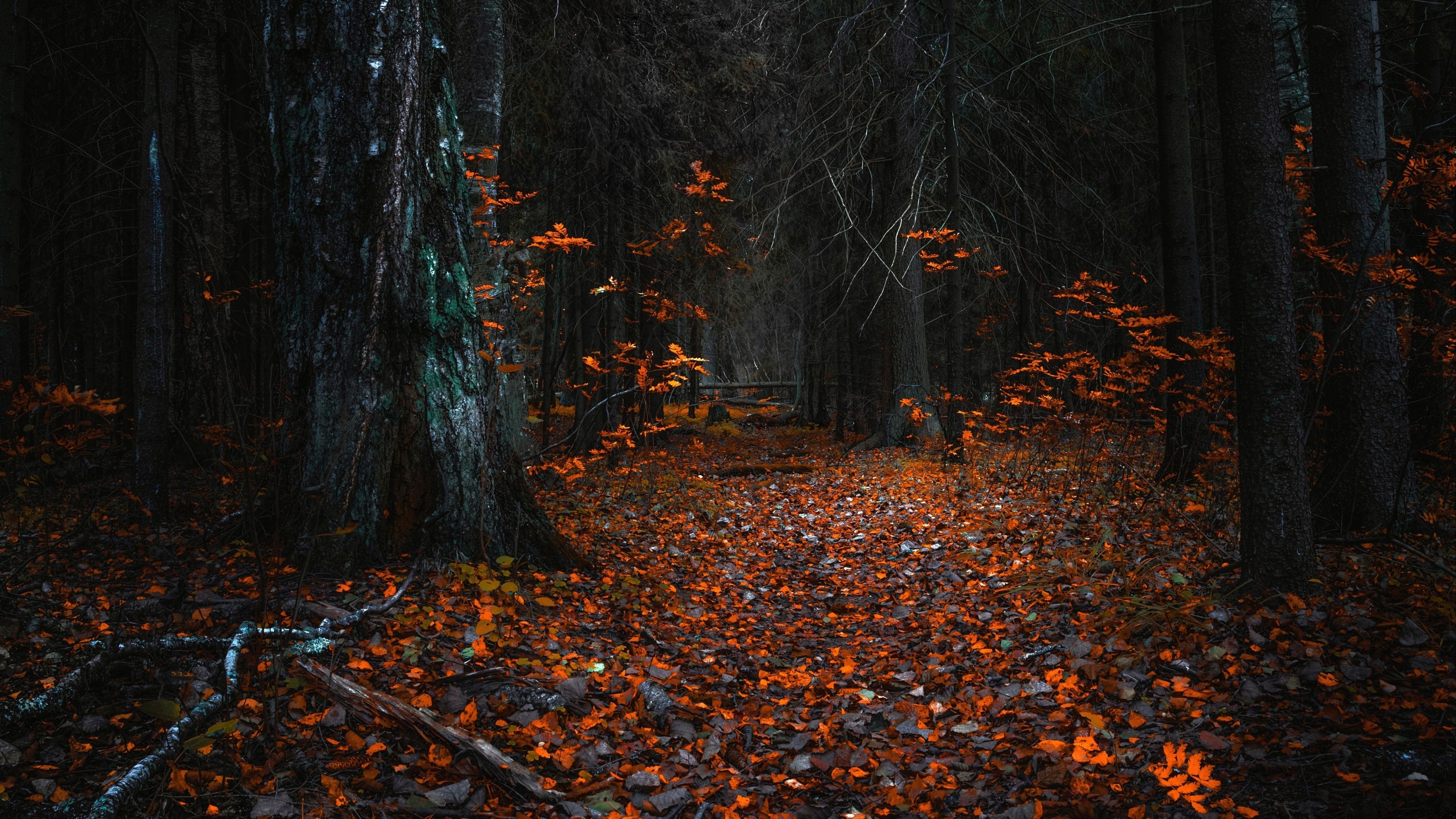 4K by NIGHT Wallz. Autumn leaves wallpaper, Forest wallpaper, Fall wallpaper