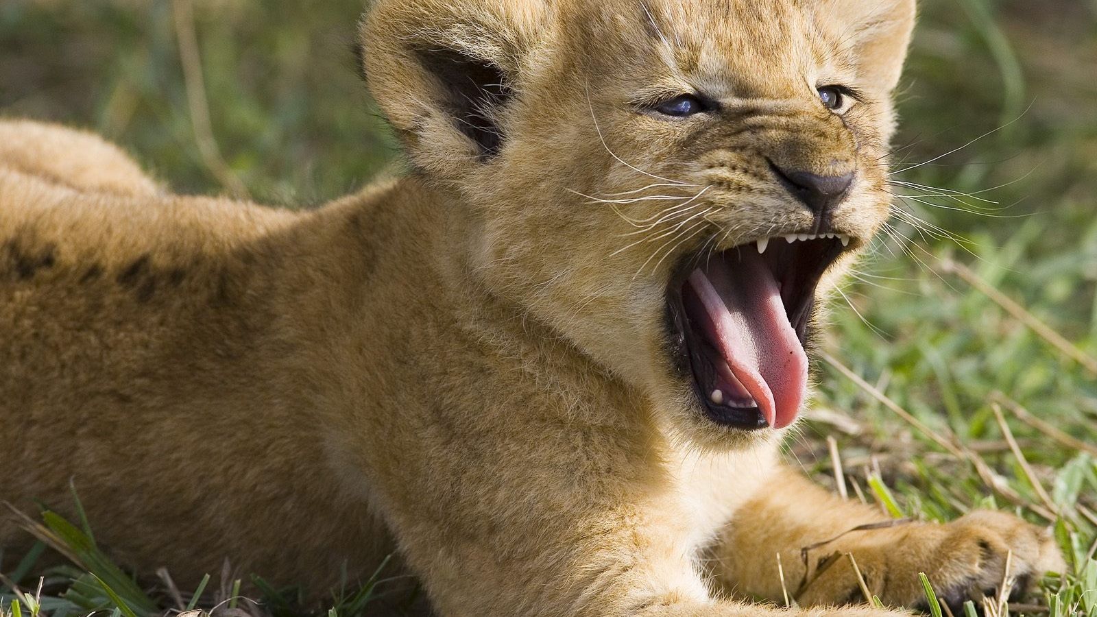 Free download Scary Lion Cub wallpaper [1600x1200] for your Desktop, Mobile & Tablet. Explore Lion Cub Wallpaper. Lion Wallpaper HD, Cute Lion Cubs Wallpaper, Lion HD Wallpaper 1080p