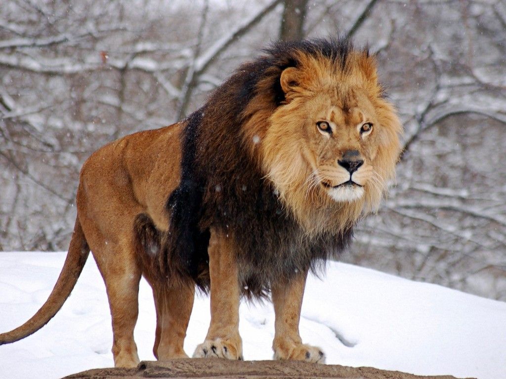 mountain lions. HD Mountain Lion Wallpaper. Zoo photo, Scary animals, Lions