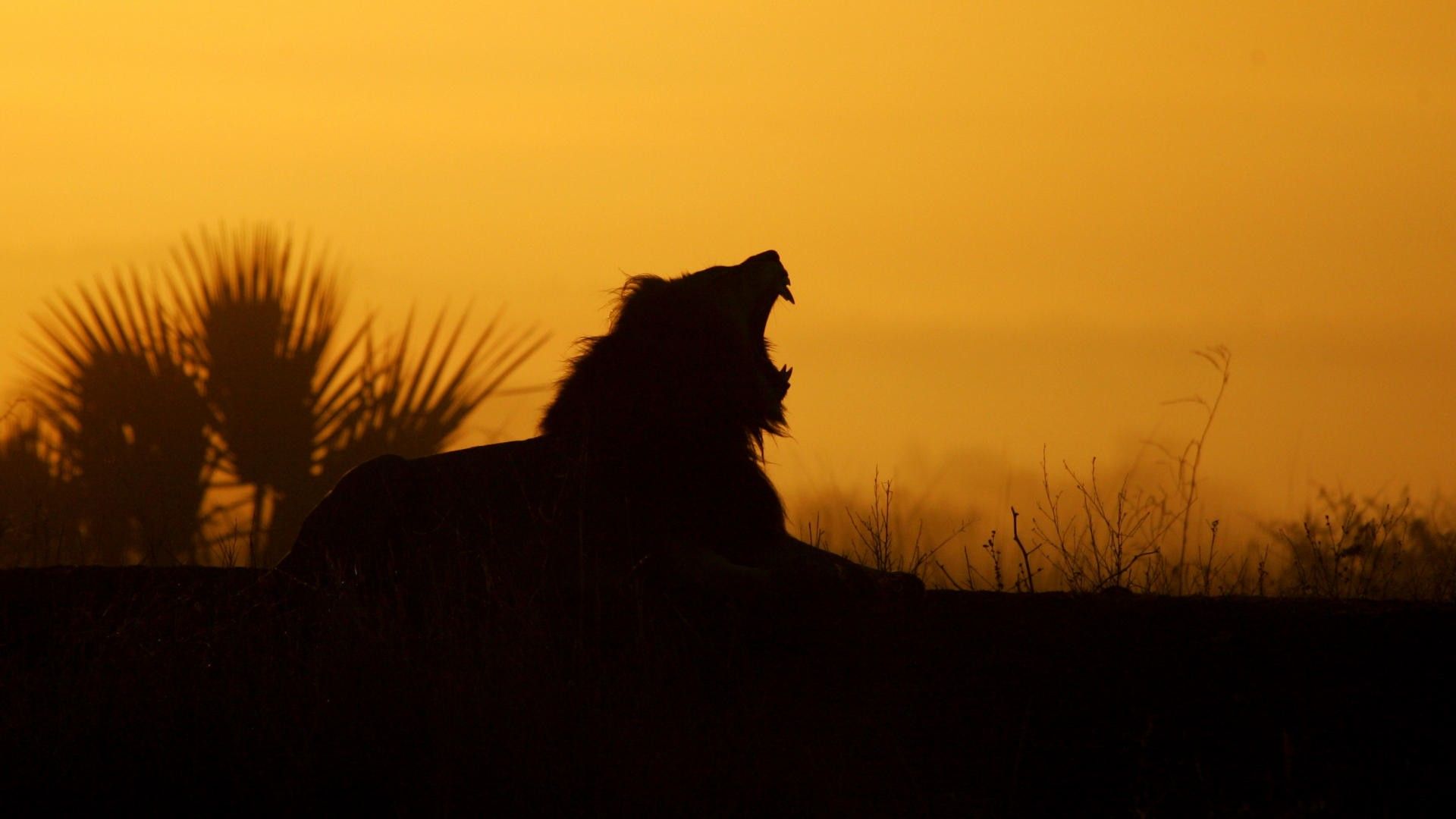 sunrise, nature, silhouettes, South Africa, feline, lions, yawns wallpaper