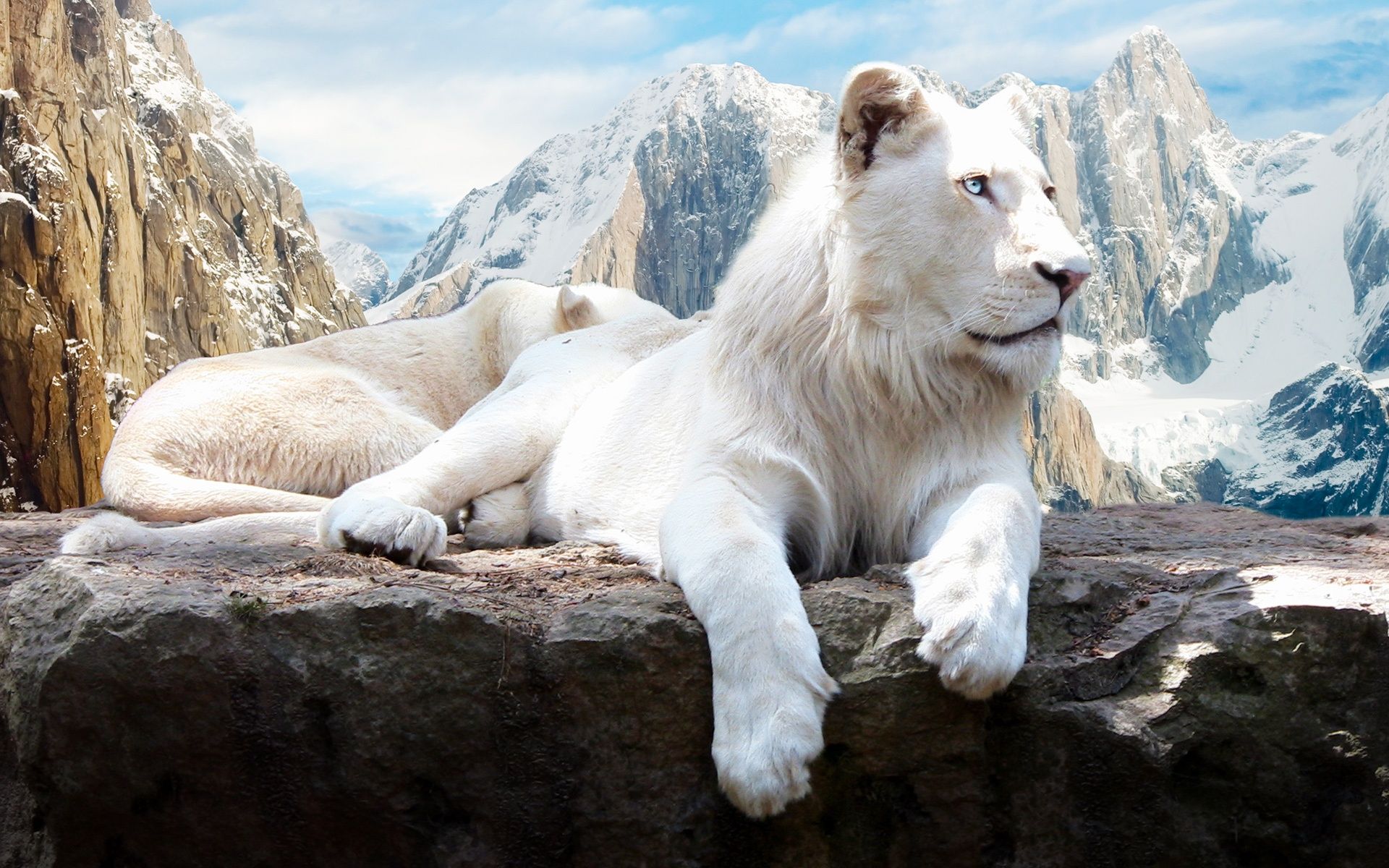 Snow Lion Wallpaper in jpg format for free download
