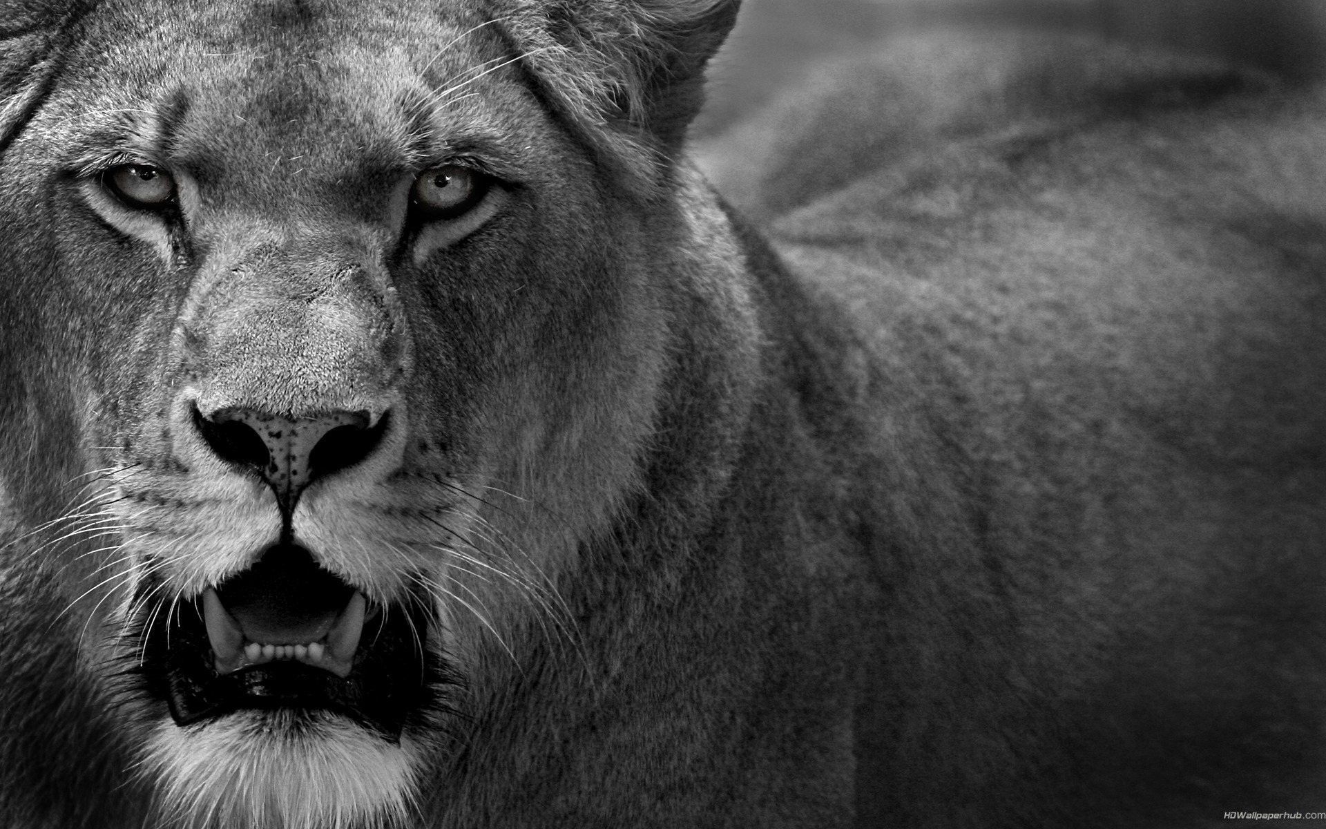 IMAGE. angry lions wallpaper
