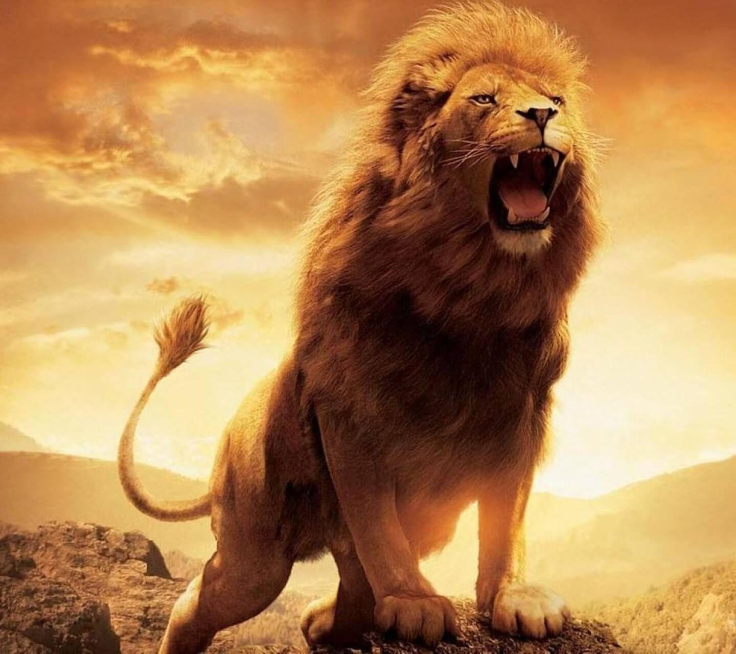 The lion in the picture Wallpaper