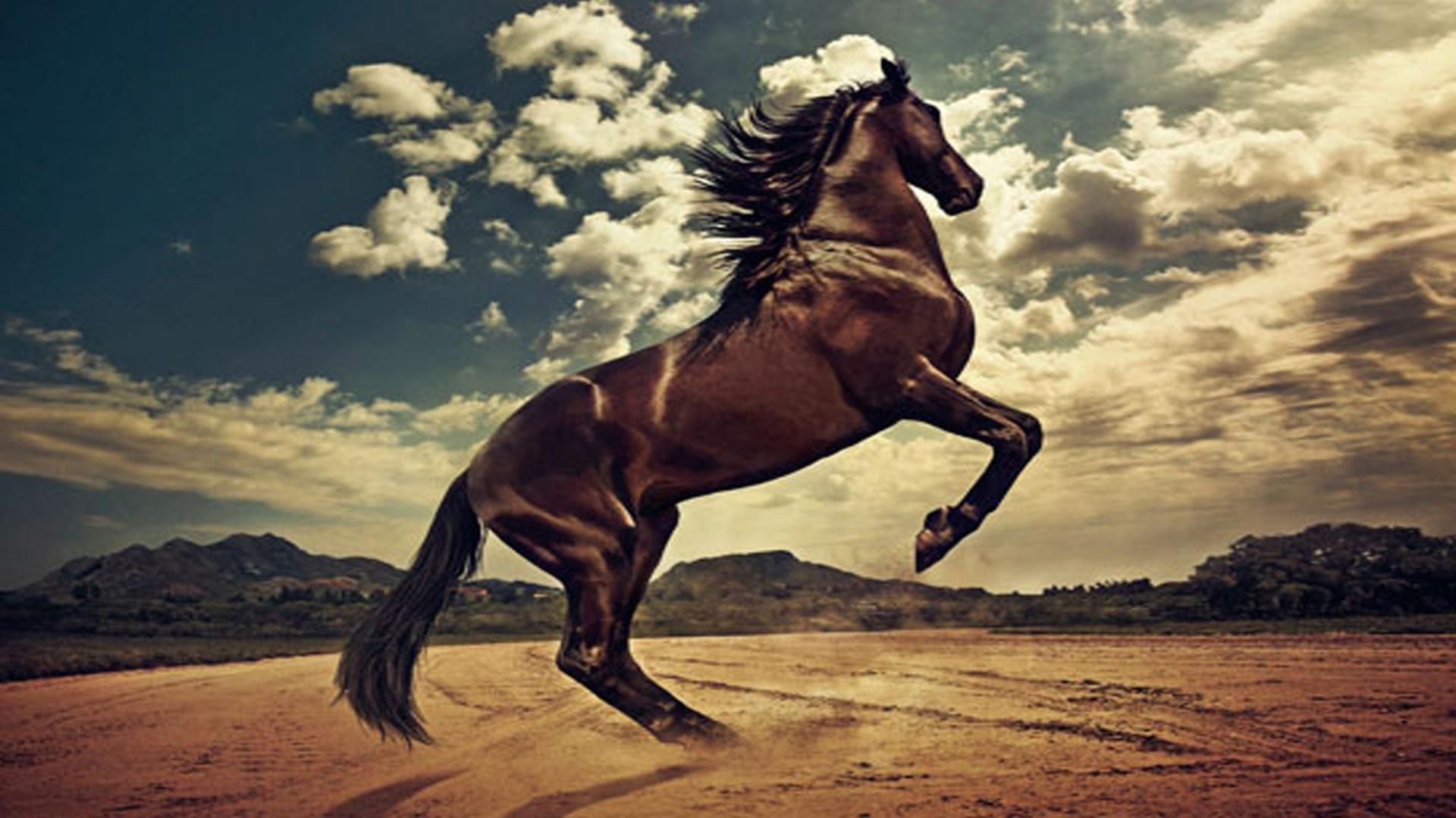 Andalusian Horse Desktop Wallpaper Wallpaper. Horse wallpaper, Horses, Beautiful horses