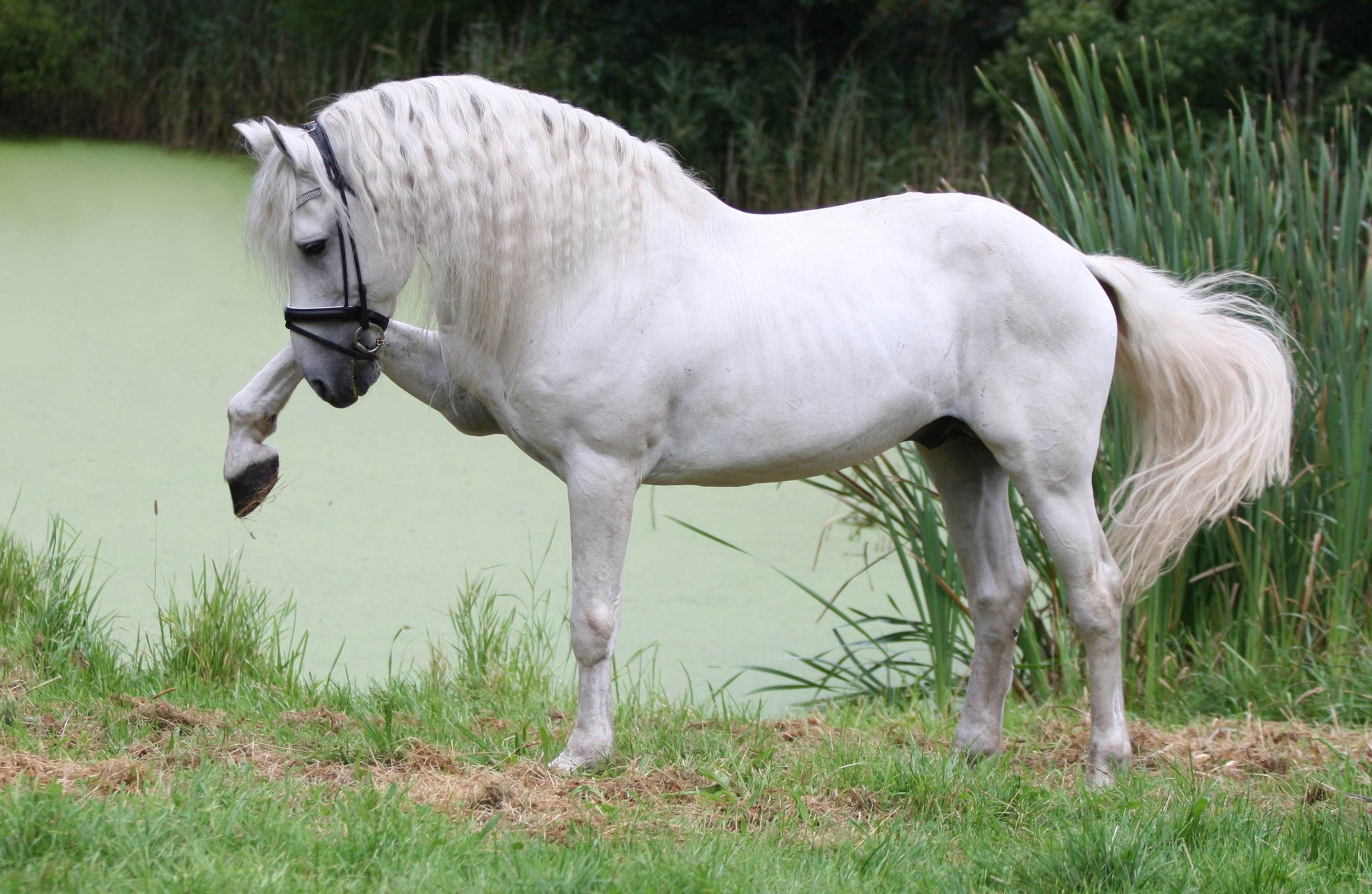 Magnificent White Andalusian Horse Wallpaper. Andalusian horse, Horse wallpaper, Horses