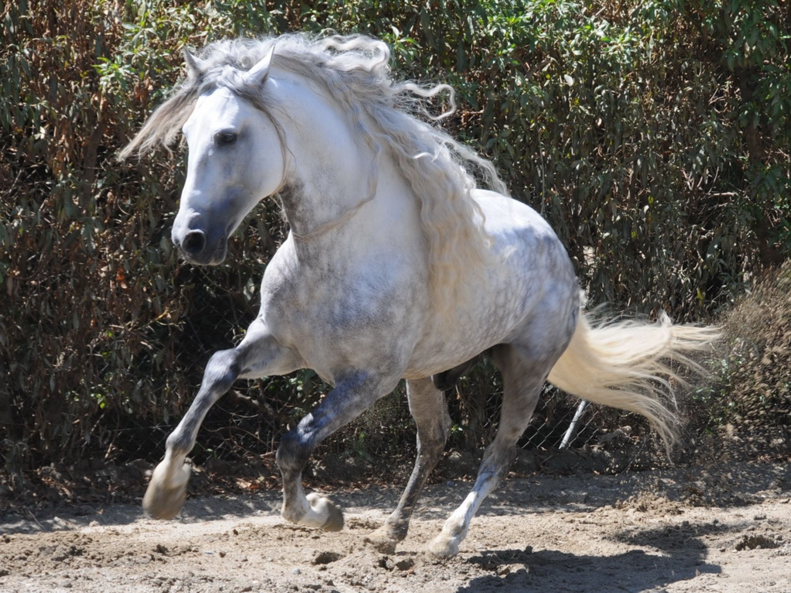 Andalusian Horsex1920 andalusian dappled grey Dappled Grey Andalusian 2 Wallpaper. Horses, Andalusian horse, Andalusian