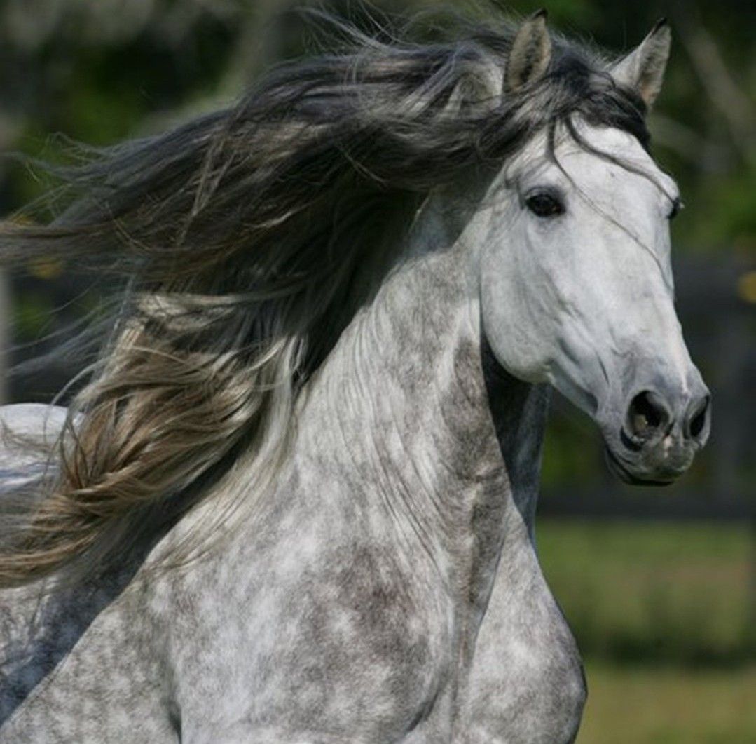Horses!!. Dapple grey horses, Andalusian horse, Unusual horse