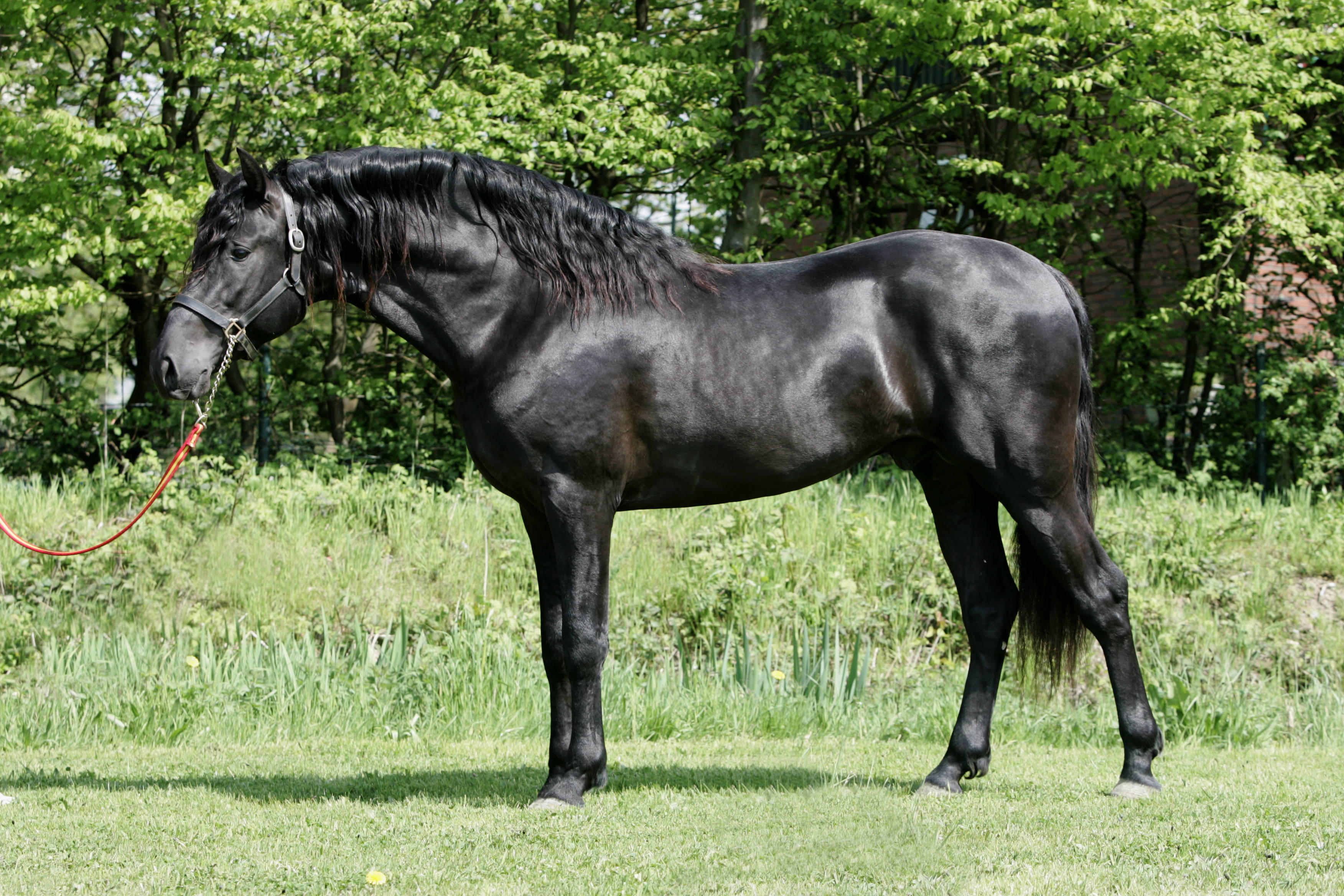Black Horse Lovely Spanish Andalusian Orse Freedownload Exciting New Wallpaper Of Andalusian (3504×2336). Andalusian Horse, Horses, Andalusian