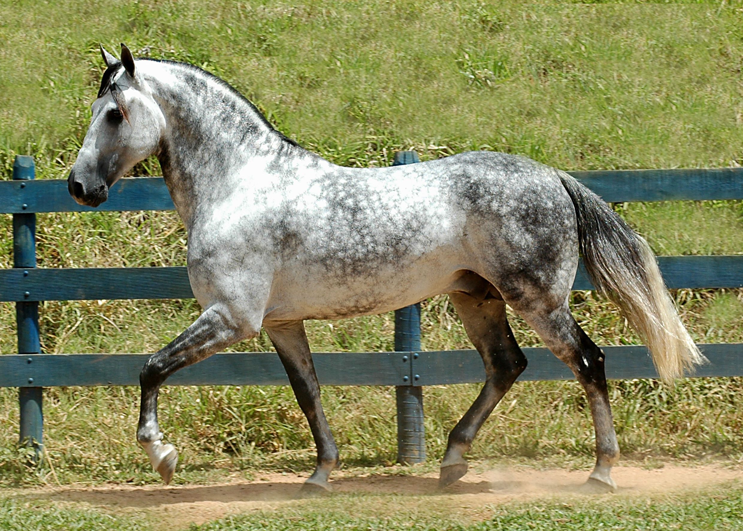 Lovely Andalusian Horse Free Download Hd New Wallpaper Of Andalusian Horse. Dapple Grey Horses, Horse Breeds, Horses