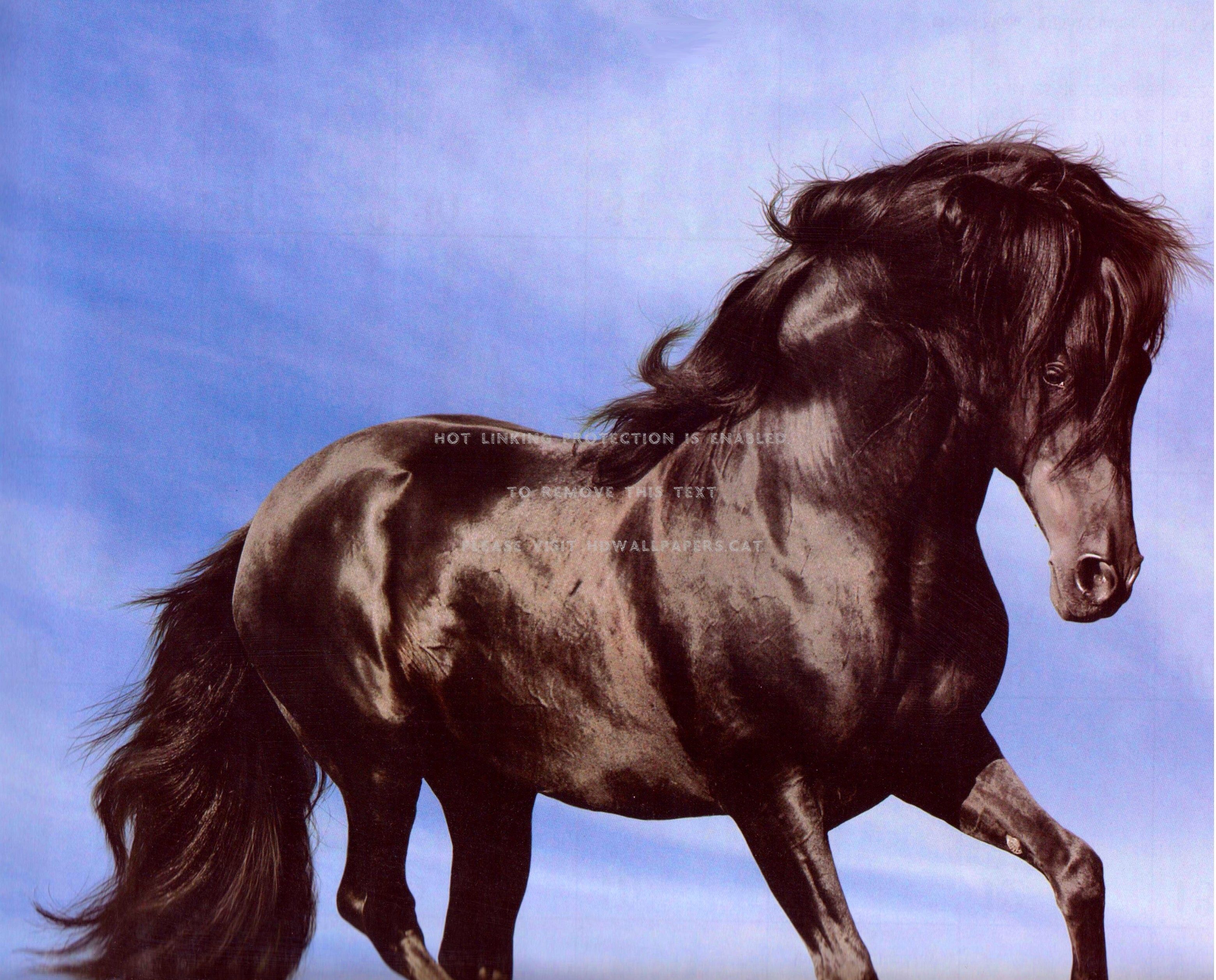 black andalusian horses stallion animals