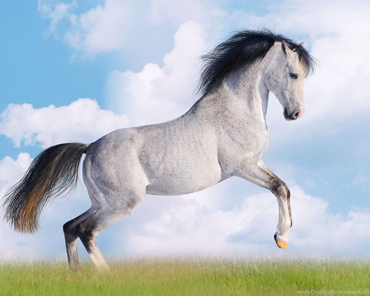 Andalusian Horse HD Wallpaper Desktop Background