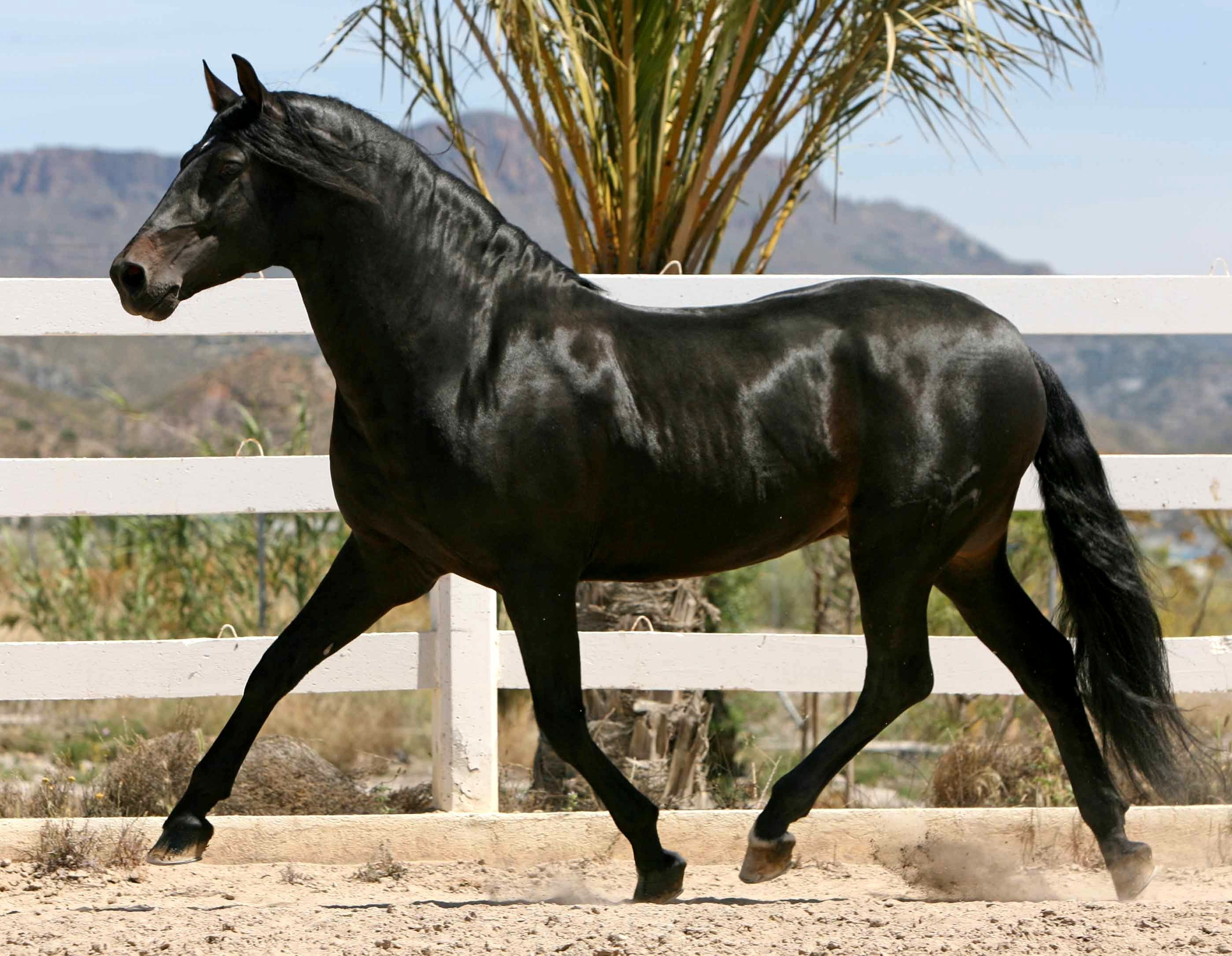 Horse HD wallpaper andalusian horse image cool wallpaper. Andalusian horse, Horses, Black horses