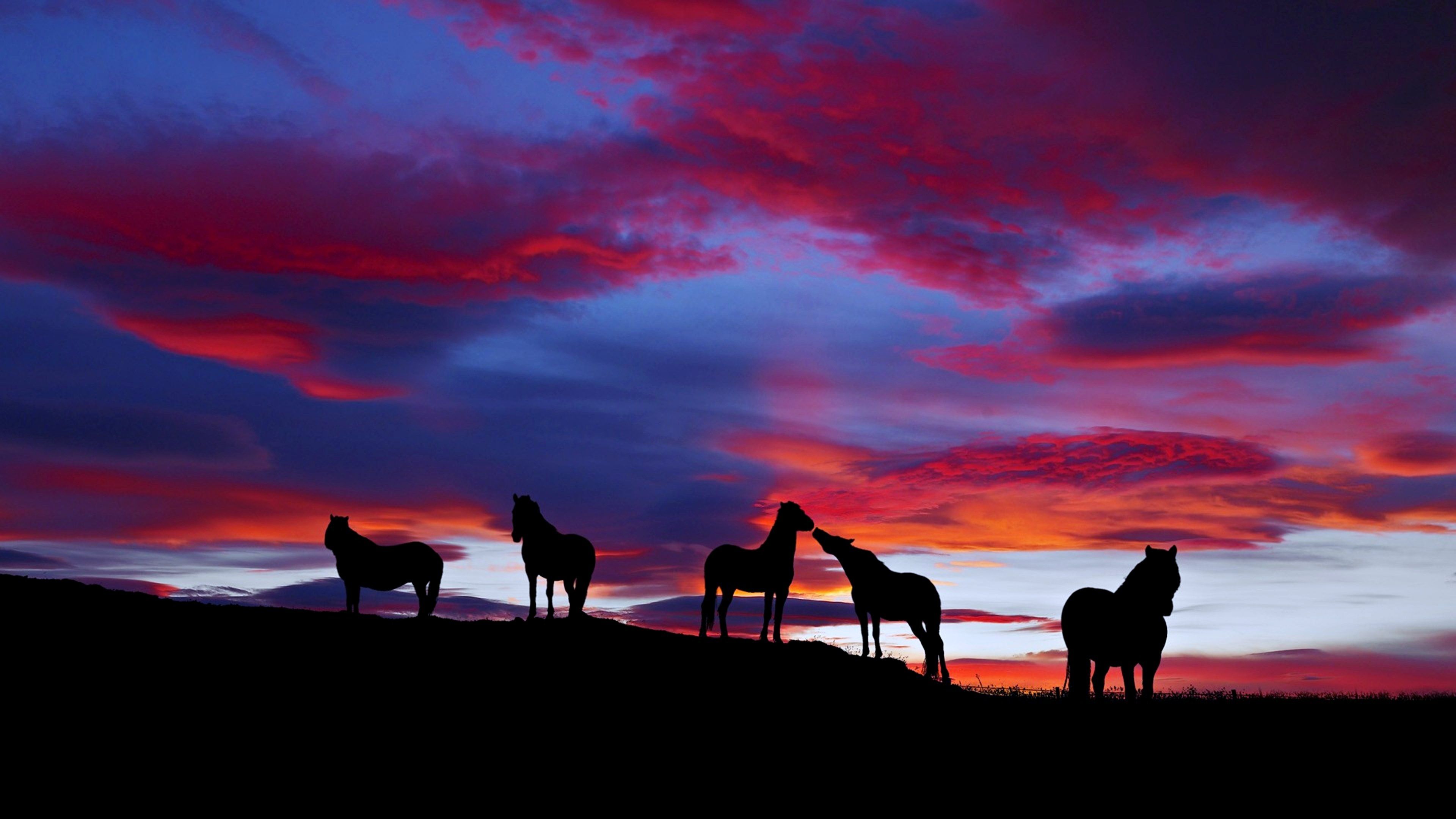 sunset, Horses, Cloud, Landscape, Nature, Wild Wallpaper HD / Desktop and Mobile Background