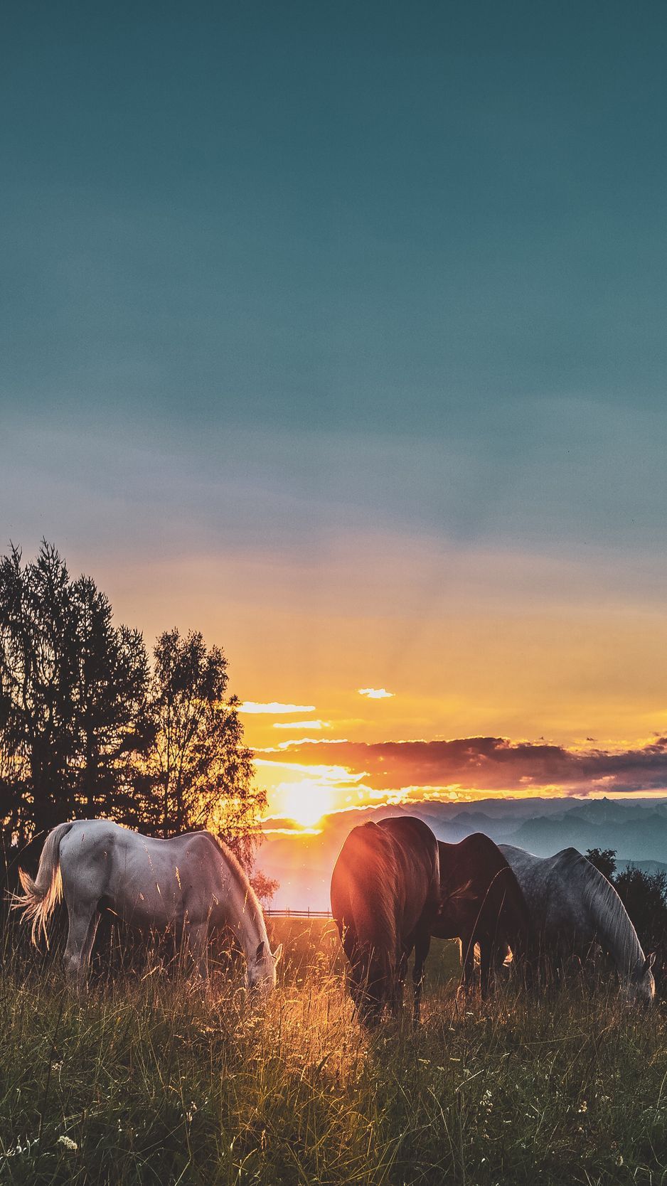 Download Wallpaper 938x1668 Horses, Sunset, Paddock, Walk Iphone 8 7 6s 6 For Parallax HD Background