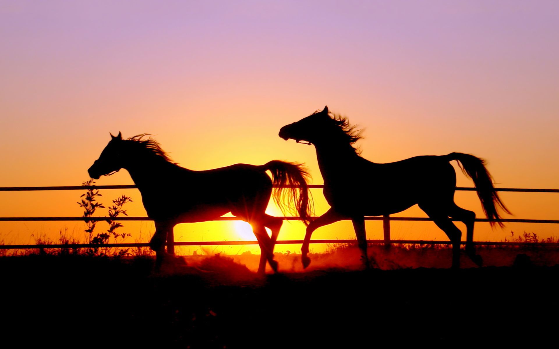 Horses in sunset wallpaperx1200