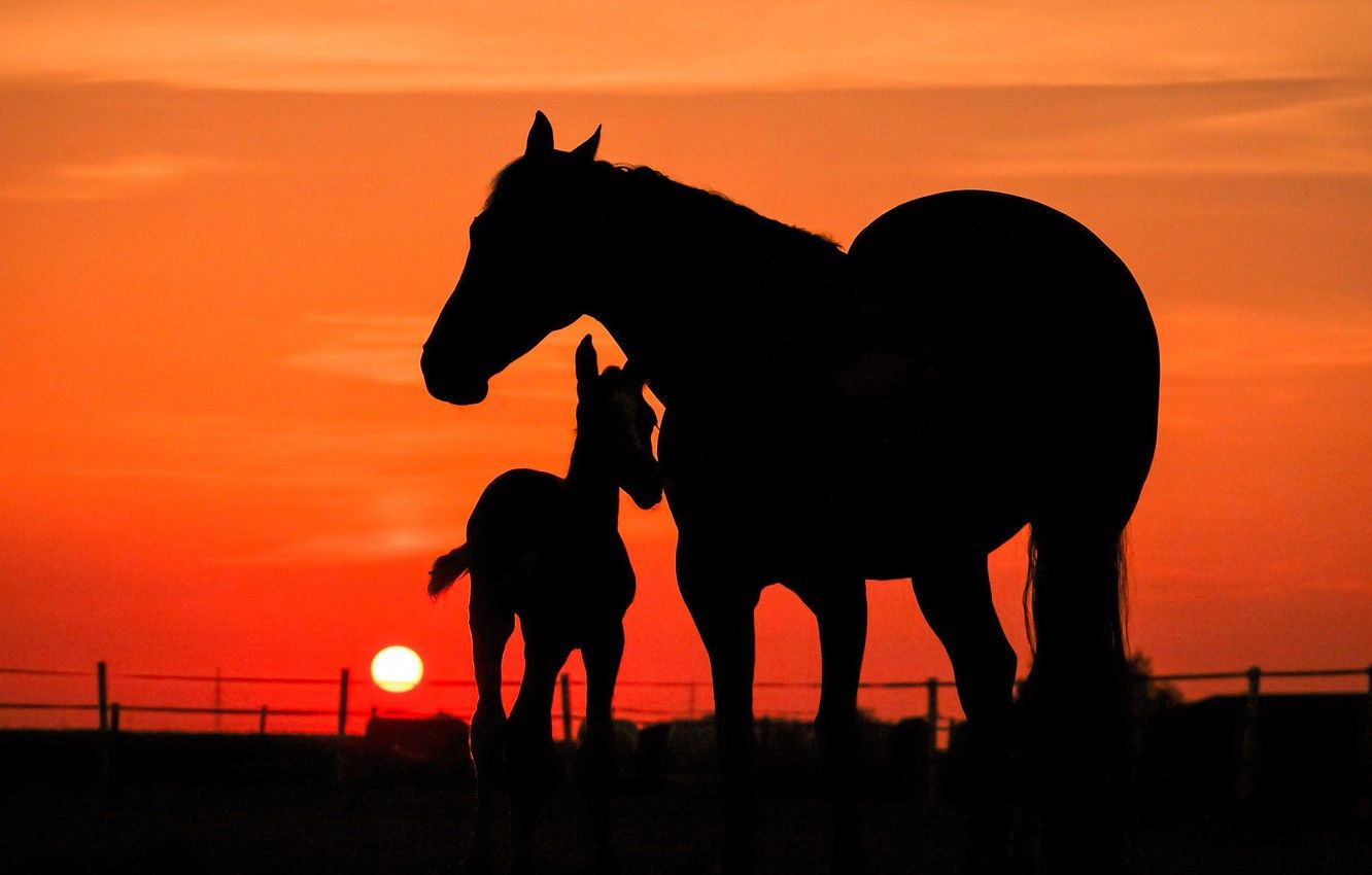 Wallpaper the sky, the sun, sunset, horse, horses, the evening, baby, horse, pair, silhouettes, two, at sunset, mother, foal, foal image for desktop, section животные