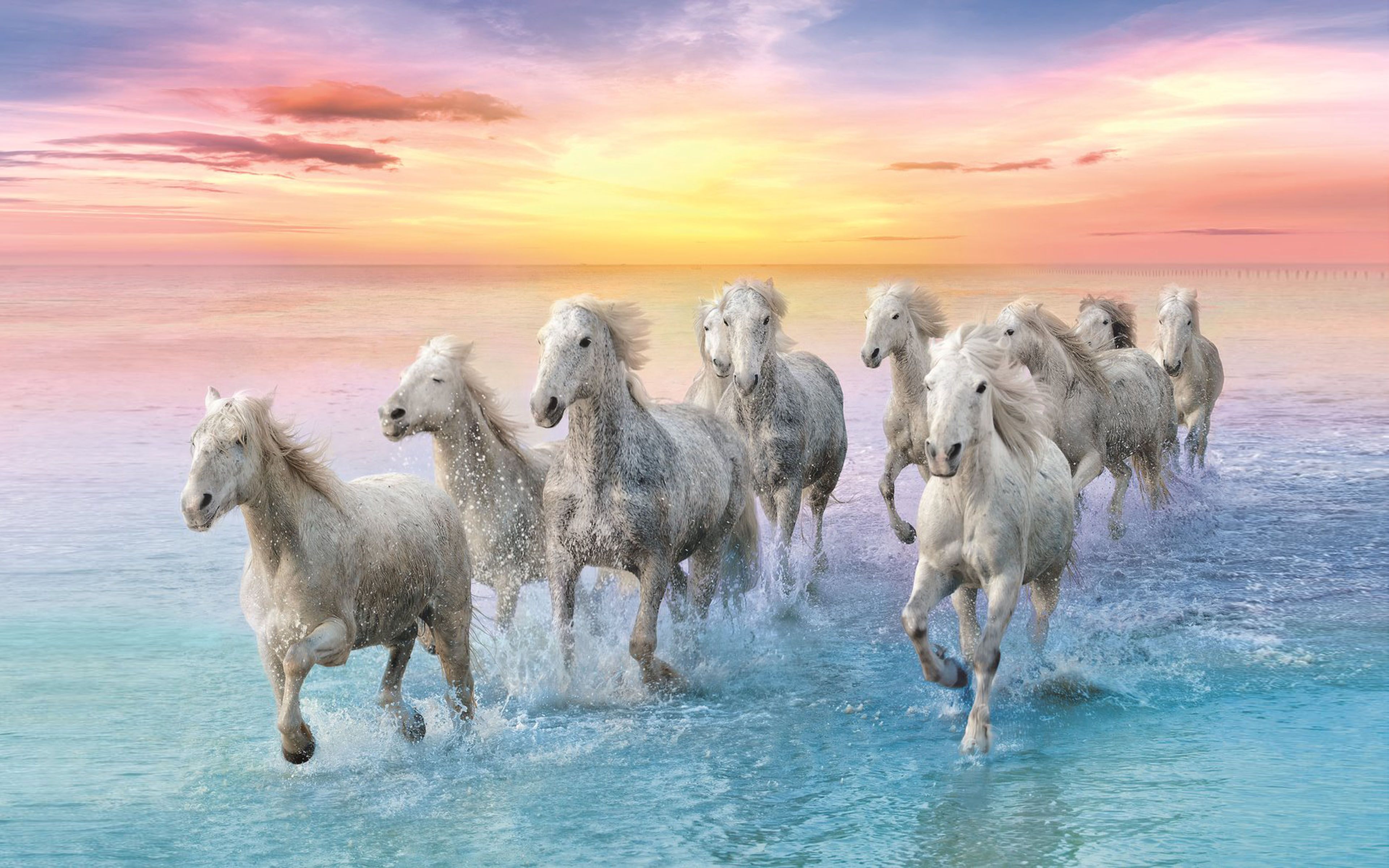 White Horse in Galop Sunset Sandy Beach Ocean Water Waves 4K Ultra HD Wallpaper for Desktop Laptop Tablet Mobile Phones And TV, Wallpaper13.com