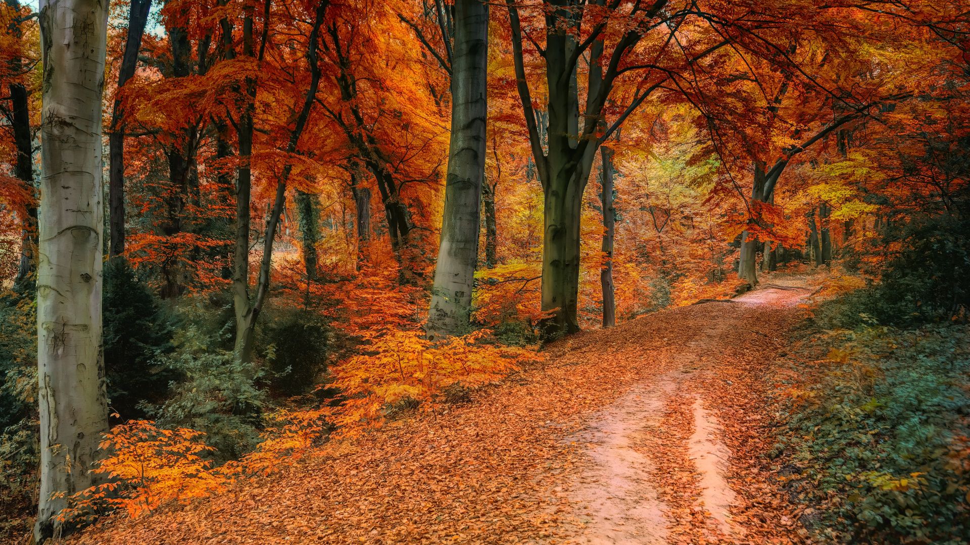 Download 1920x1080 wallpaper autumn, tree, fall, pathway, full hd, hdtv, fhd, 1080p, 1920x1080 HD image, background, 15890