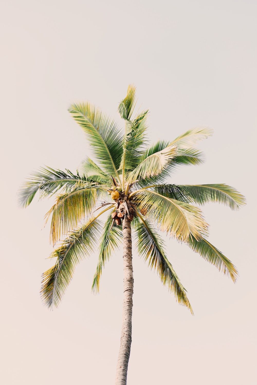 Retro Palm Tree HD Wallpapers - Wallpaper Cave