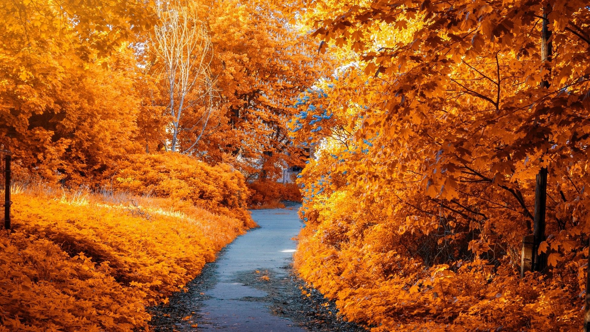 Download 1920x1080 Autumn, Leaves, Path, Foliage Wallpaper for Widescreen