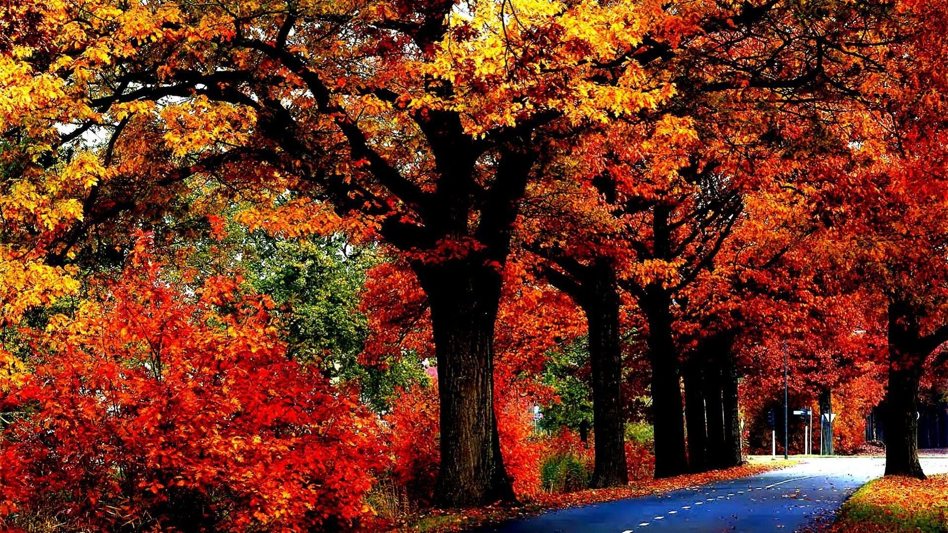 1920x Tree Leaves Autumn Fall Nature Landscape HD Wallpaper 1080p